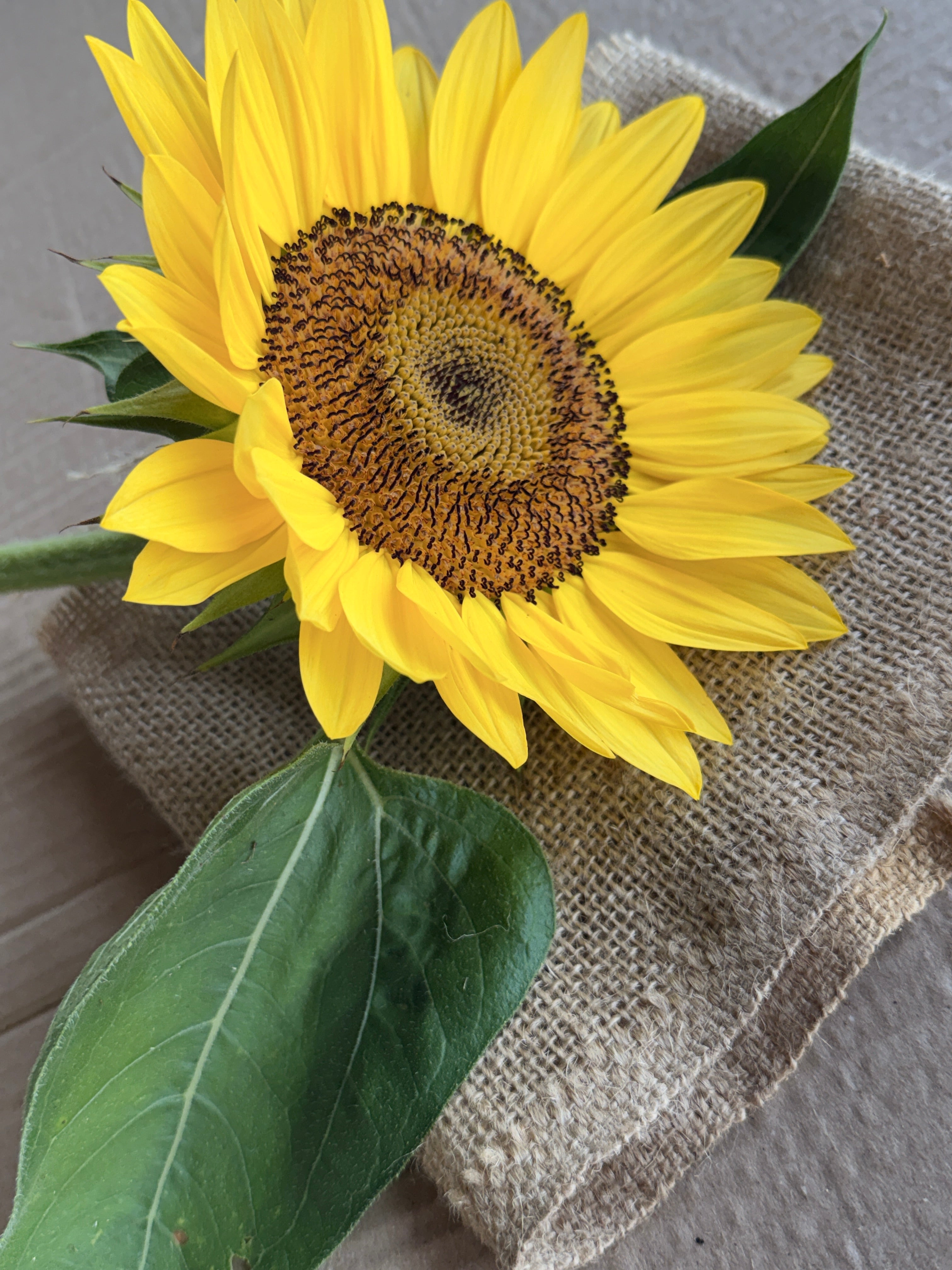 Sunflower - Procut Peach