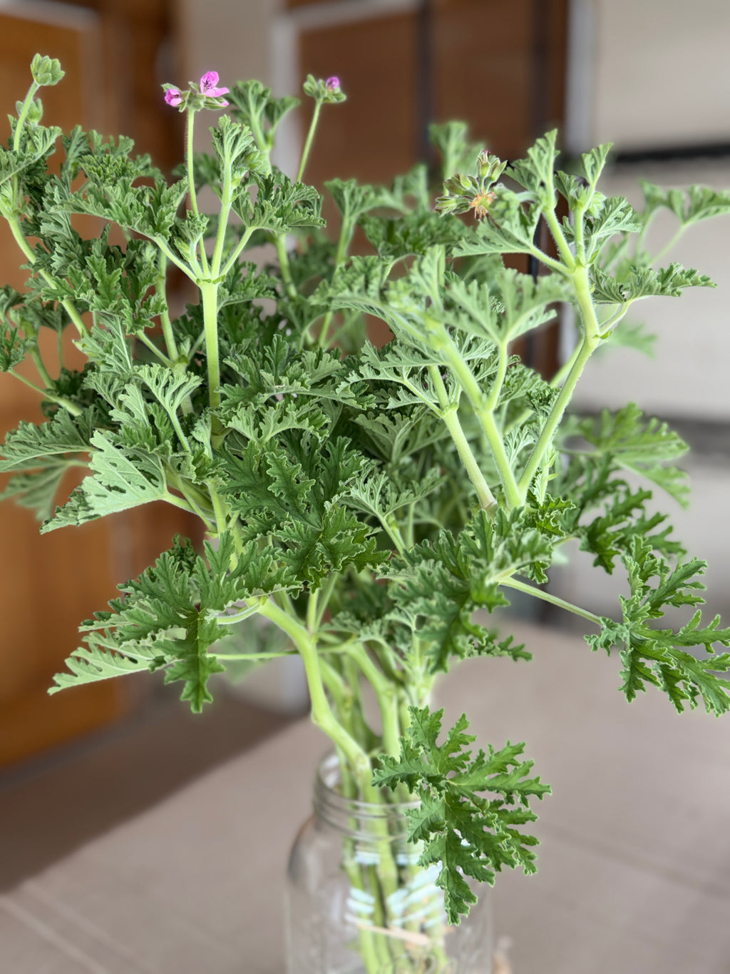 Scented Geranium - True Rose