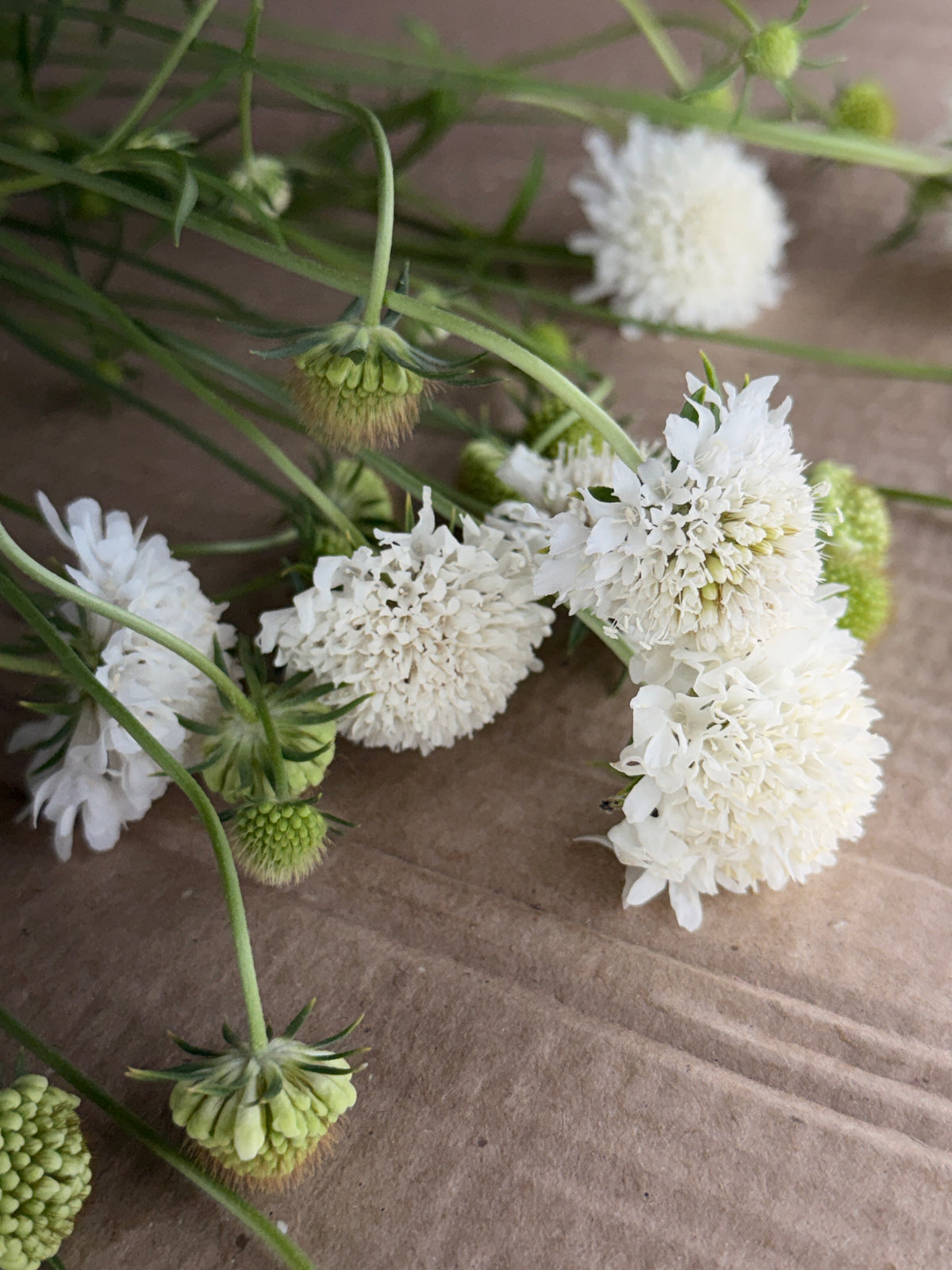 Scabiosa - White