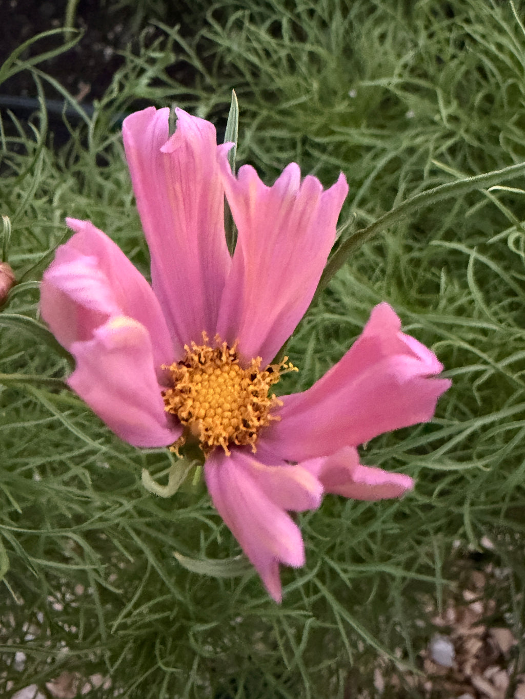 Cosmos - Apricotta