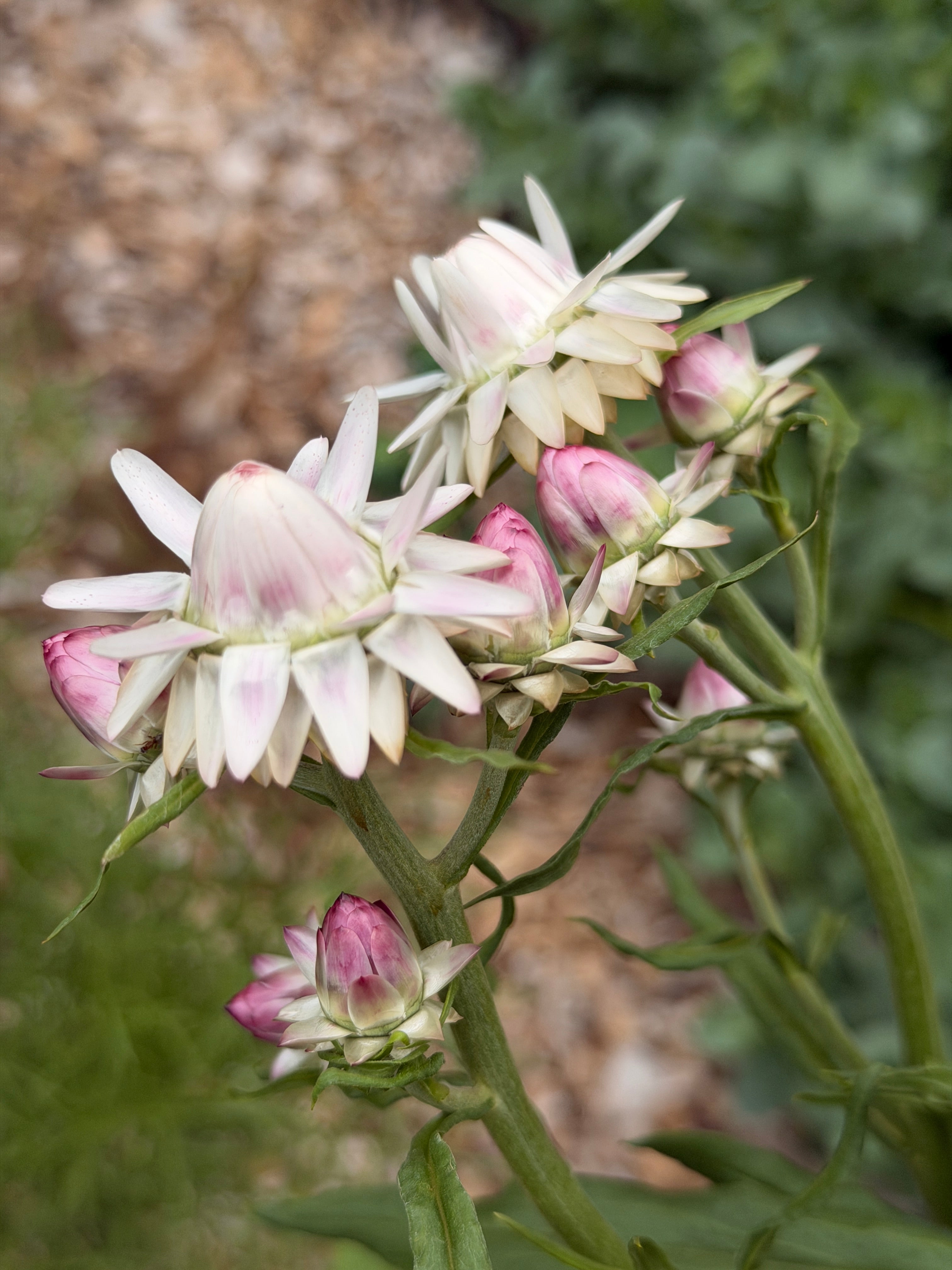 Strawflower - Blush Pink