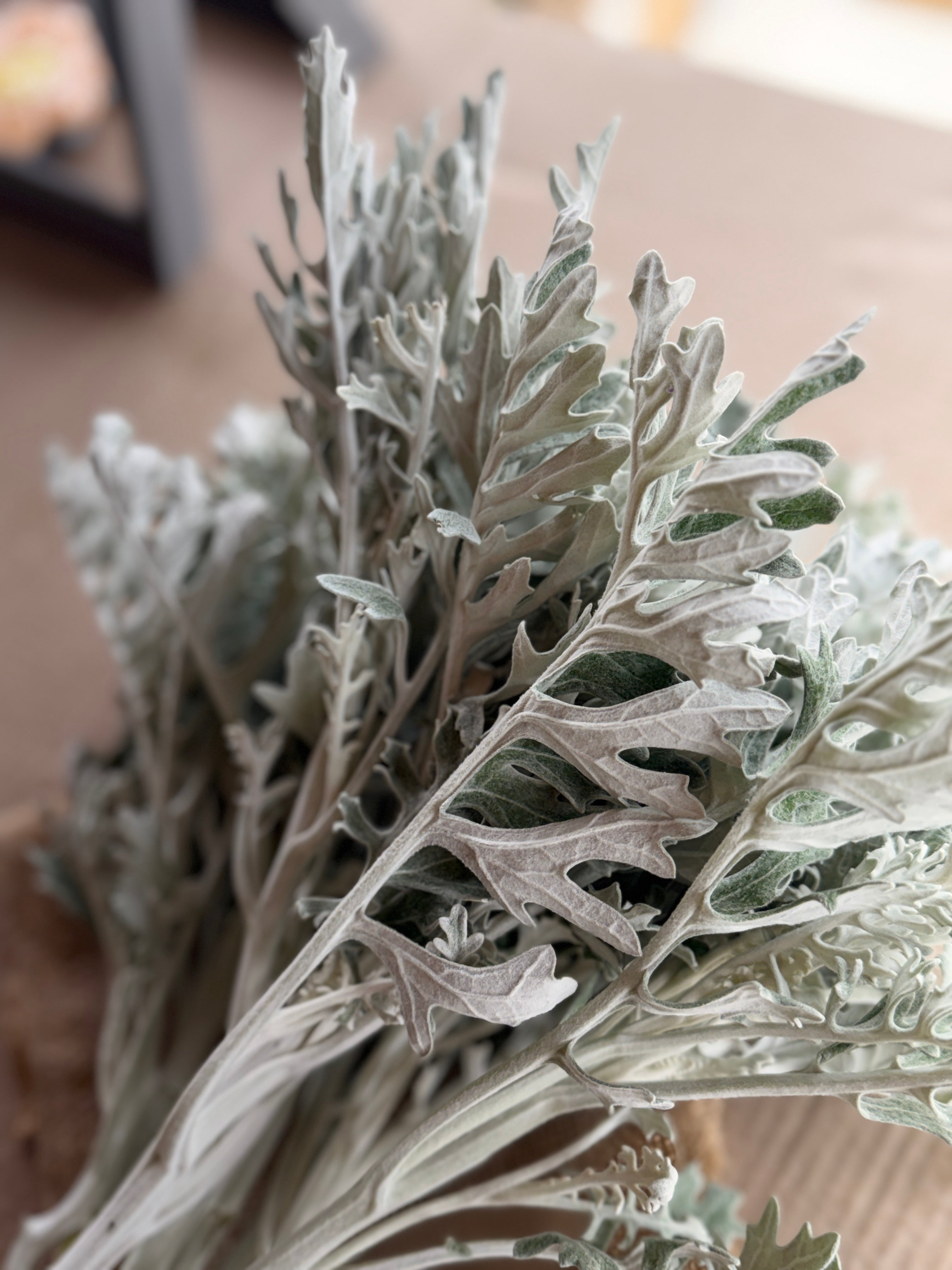 Dusty Miller - Lacy Texture