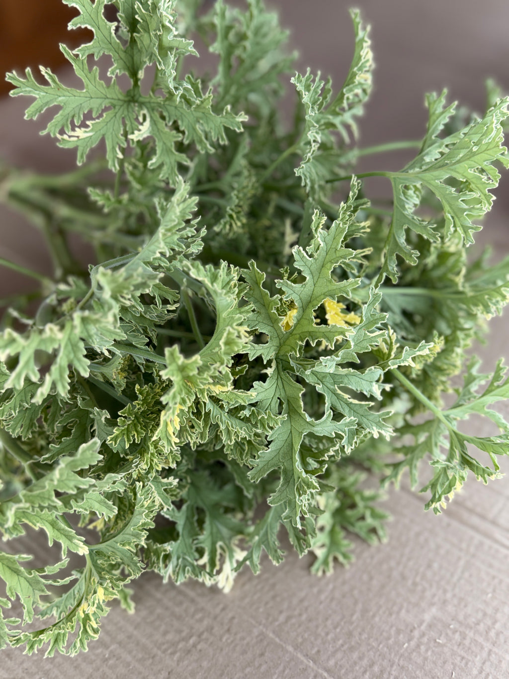 Scented Geranium - variegated
