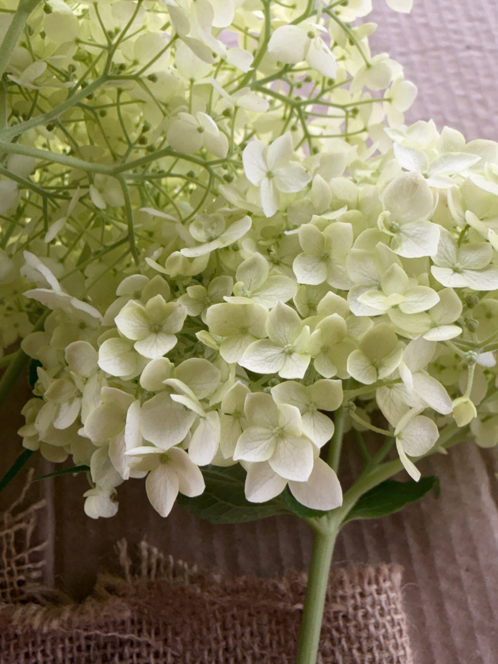 Hydrangea - Large White