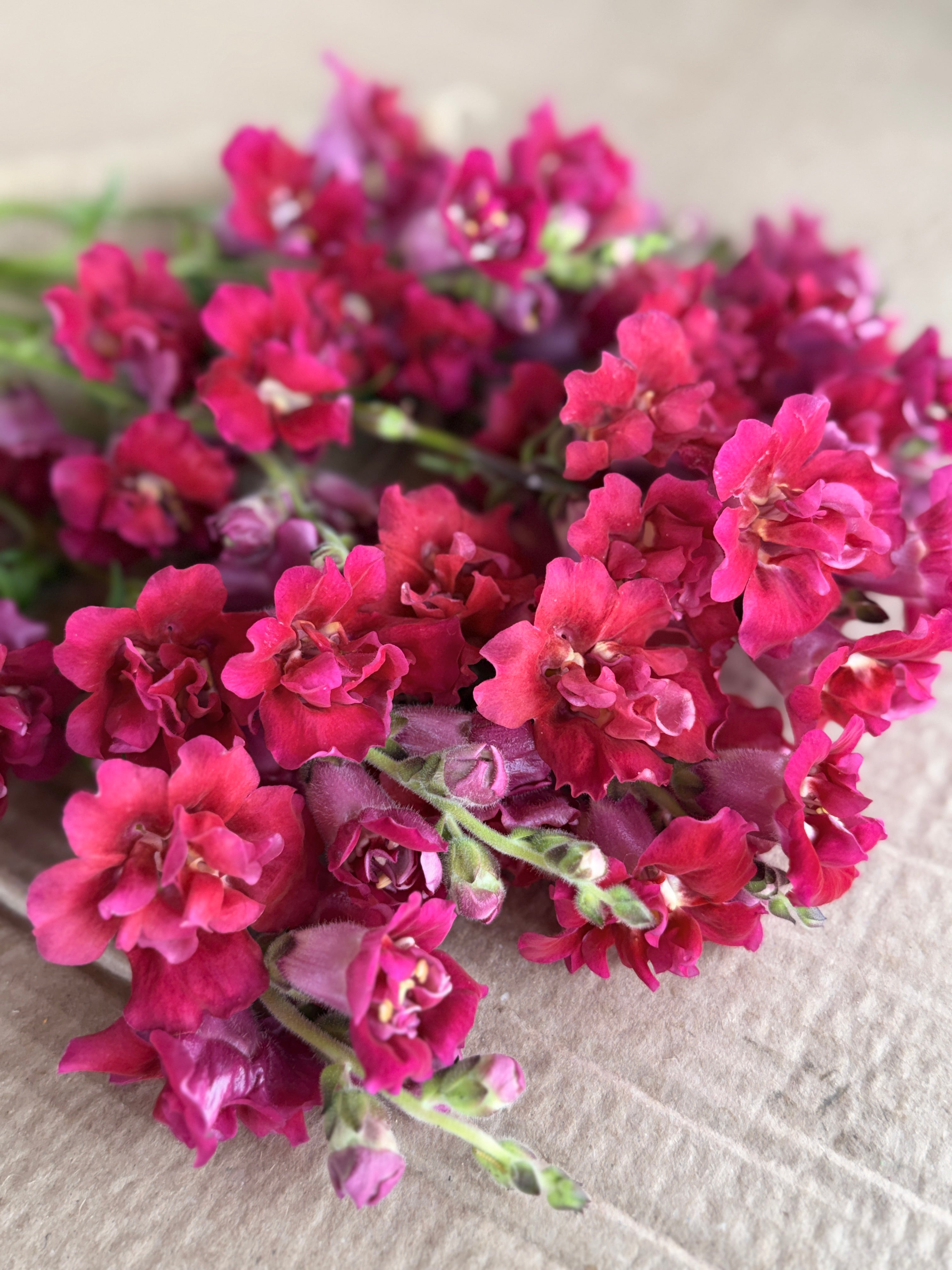 Snapdragon - Butterfly Red