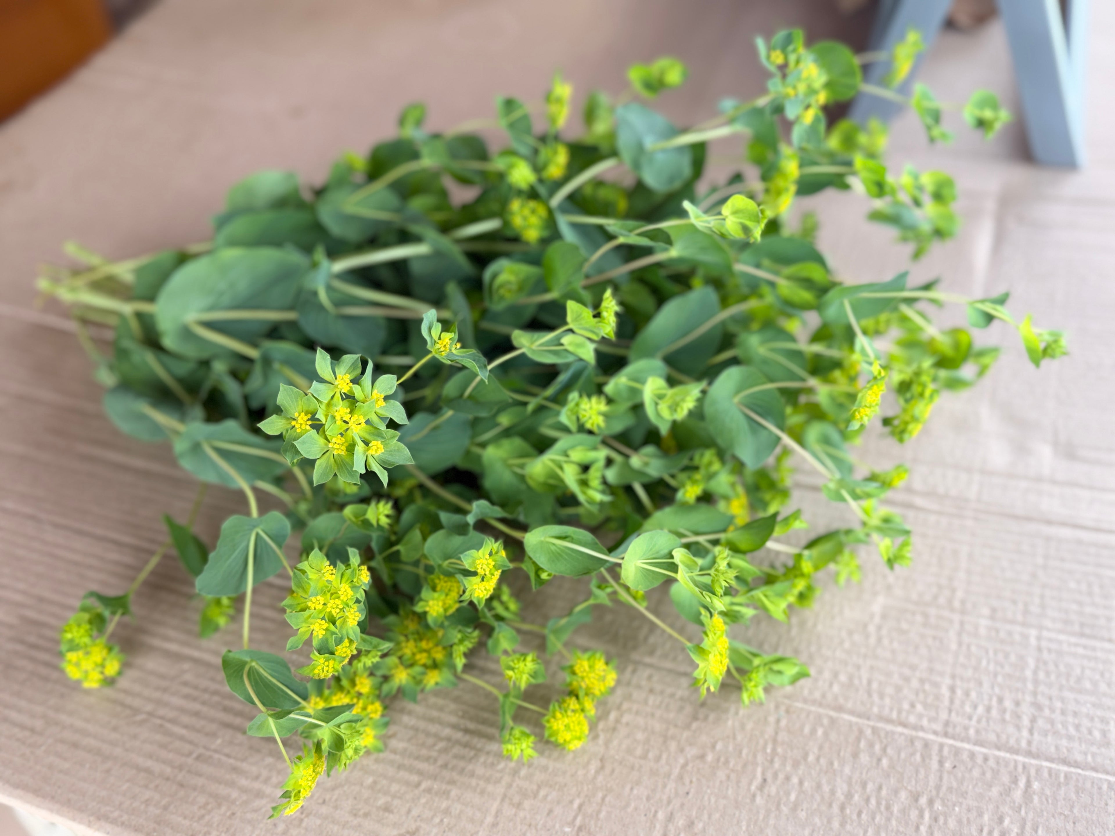 Bupleurum