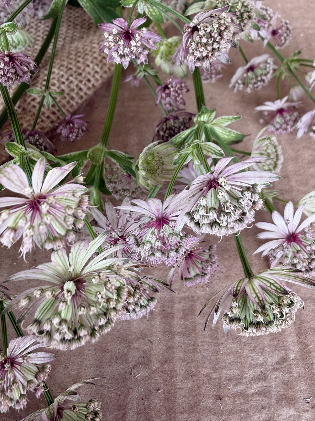 Astrantia - Pink