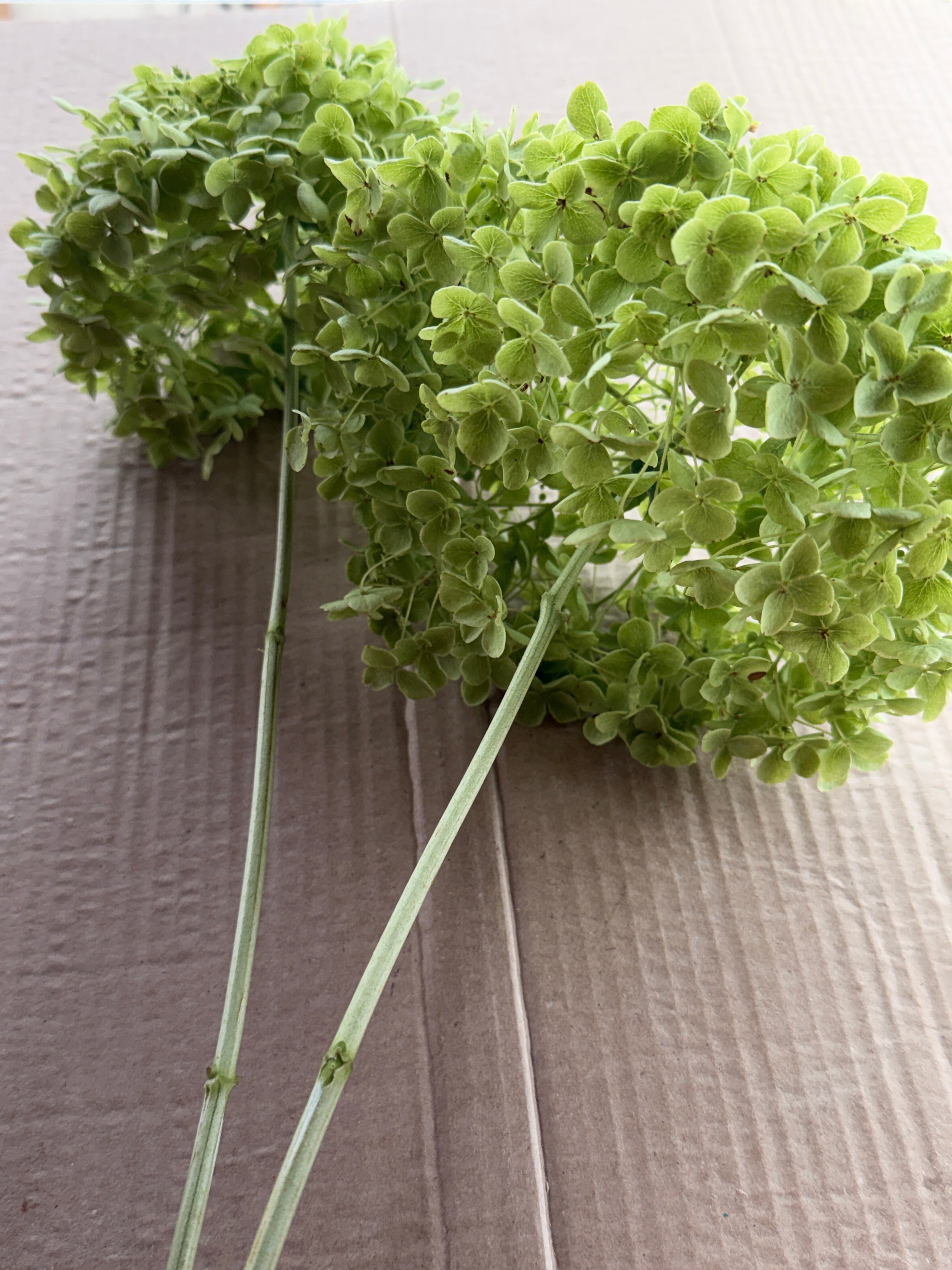 Hydrangea - Green Annabelle
