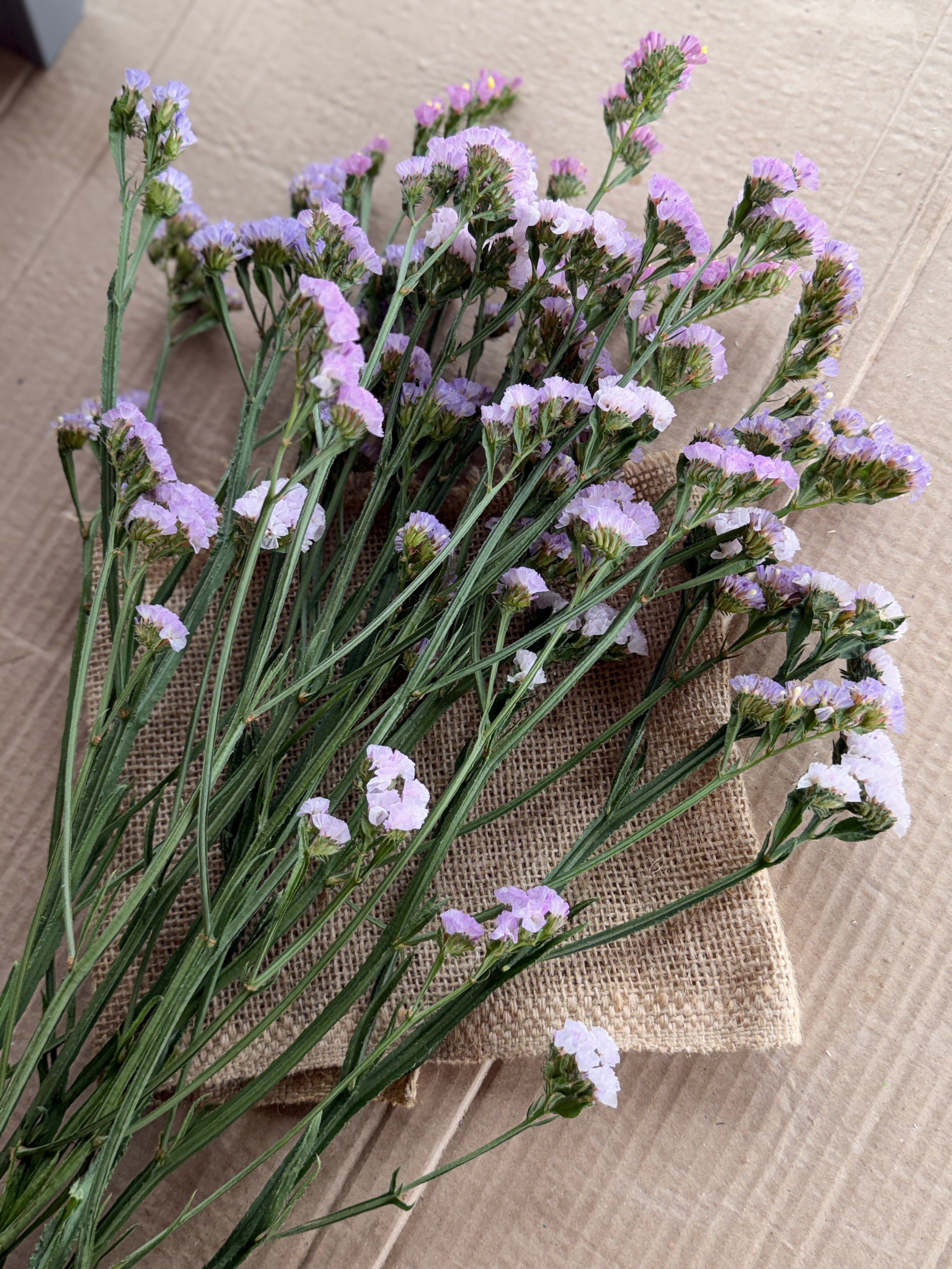 Statice - Lavender Shades