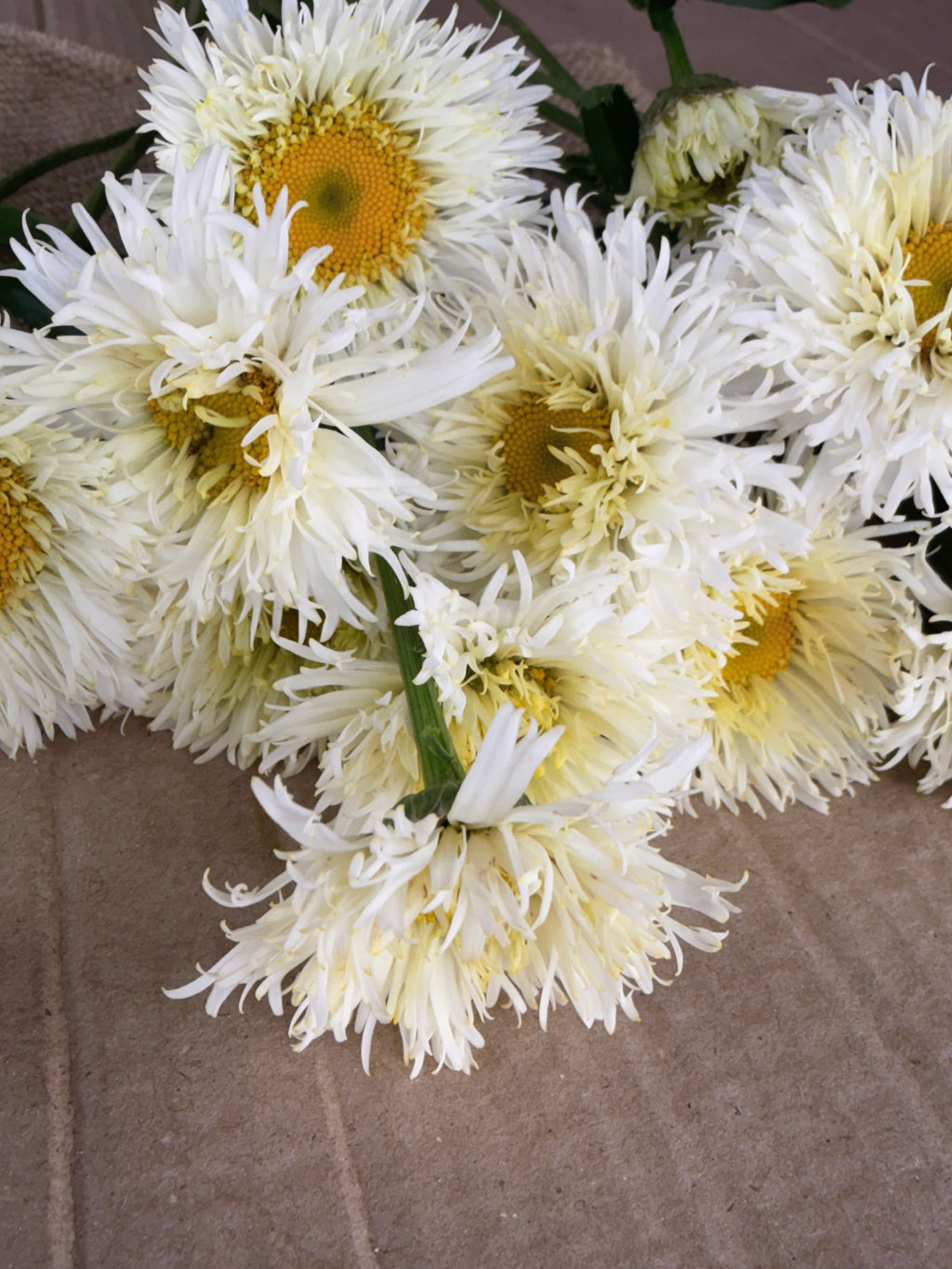 Daisy - Tall Double White
