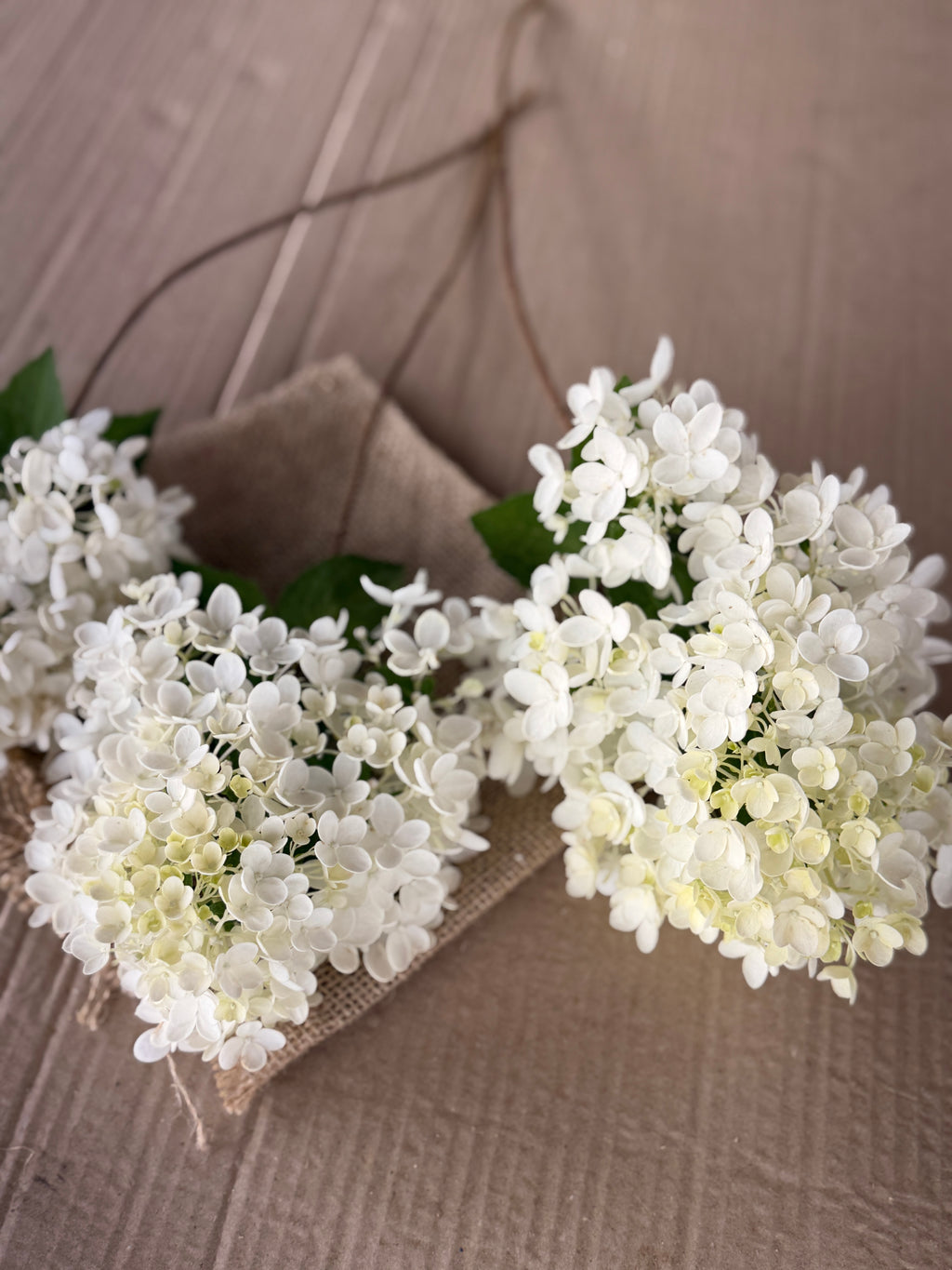 Hydrangea - Small Panicle