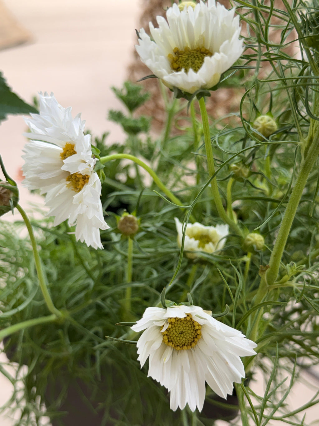 Cosmos - Snow Puff