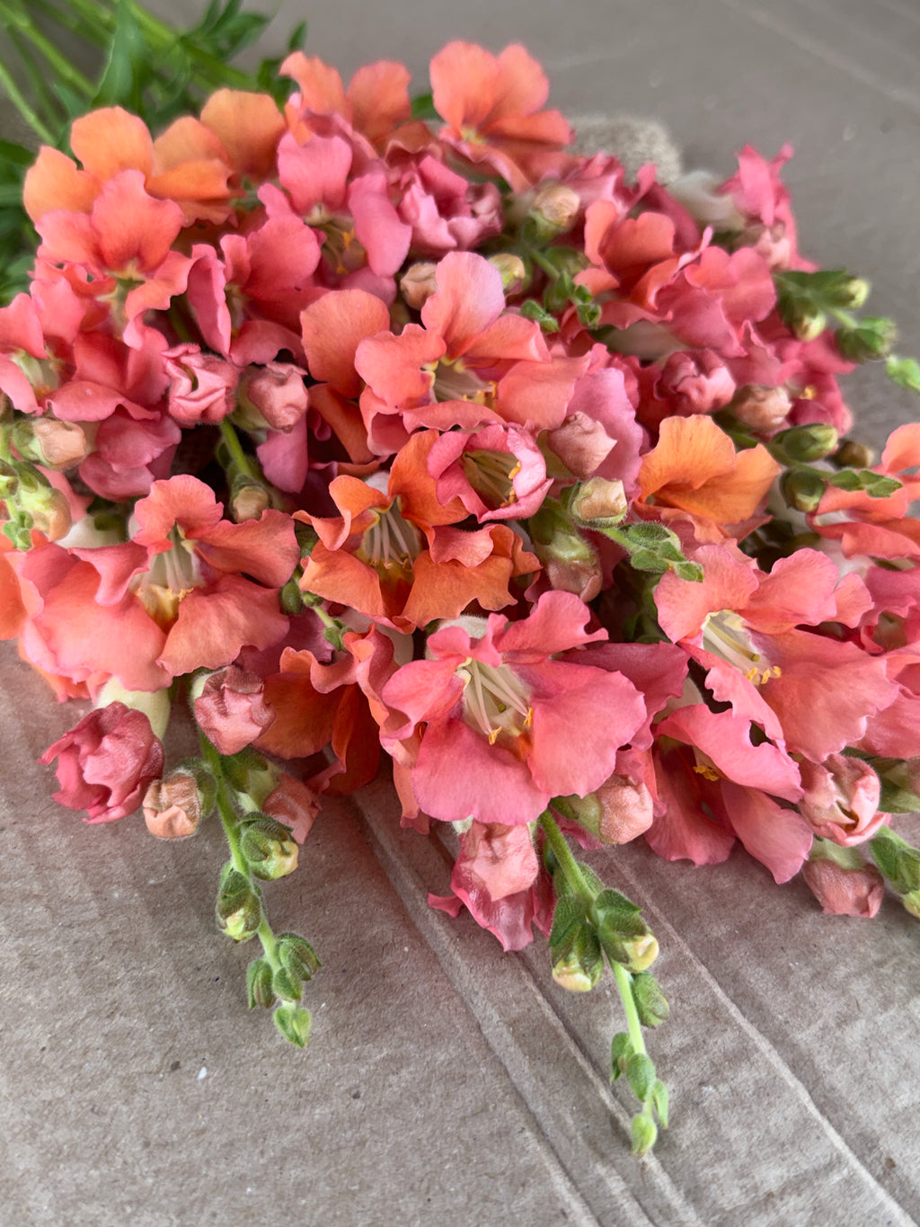 Snapdragon - Chantily Bronze