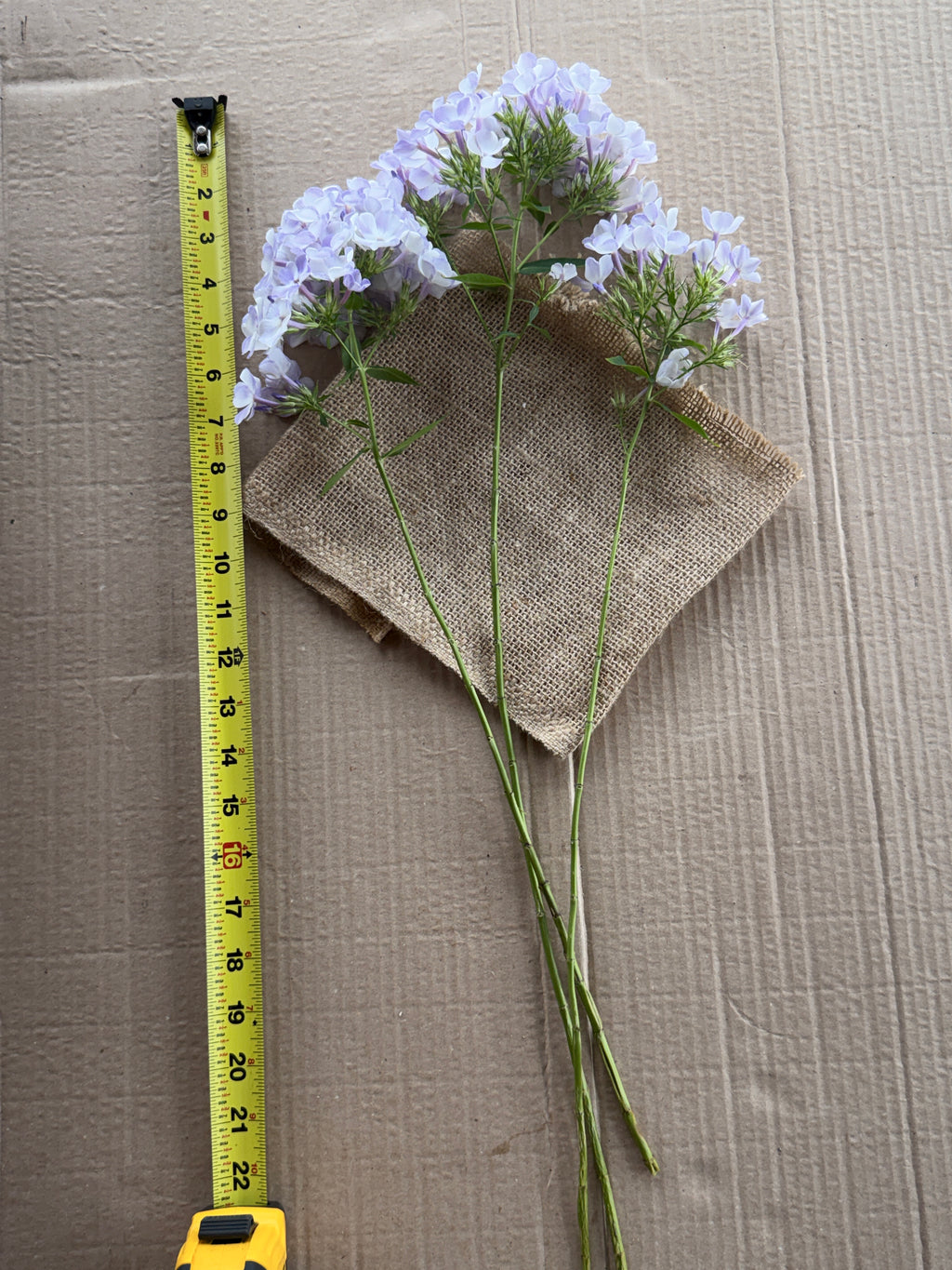 Phlox - White with Blue