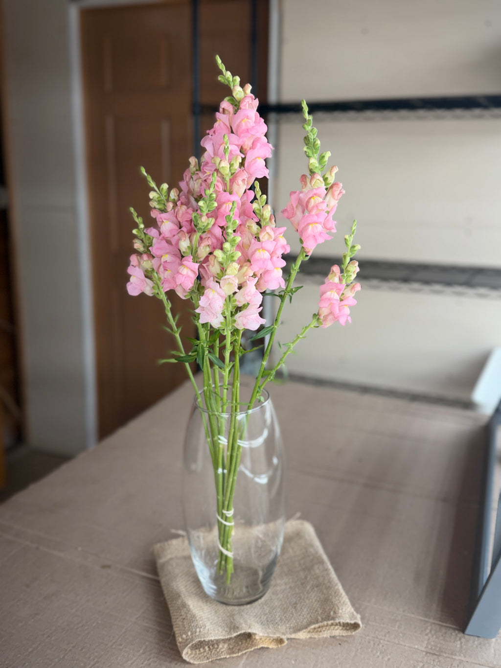 Snapdragon - Avignon Light Rose