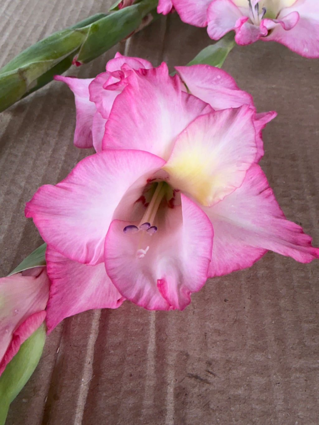 Gladiolus - Picotee Hot Pink