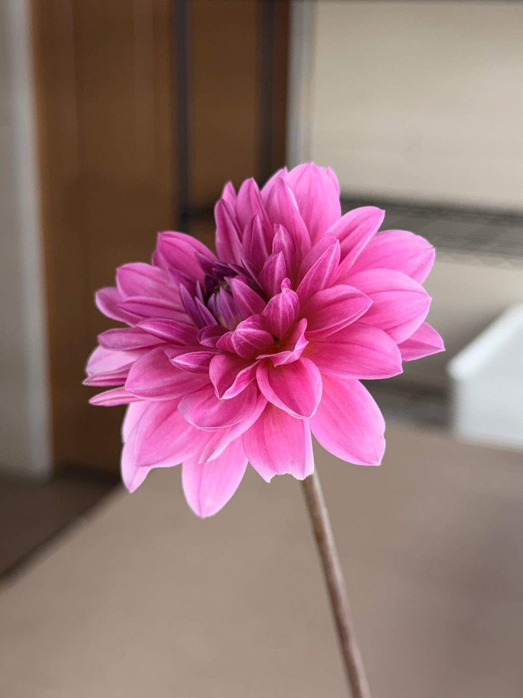 Dahlia - Rosella