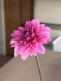 Dahlia - Rosella