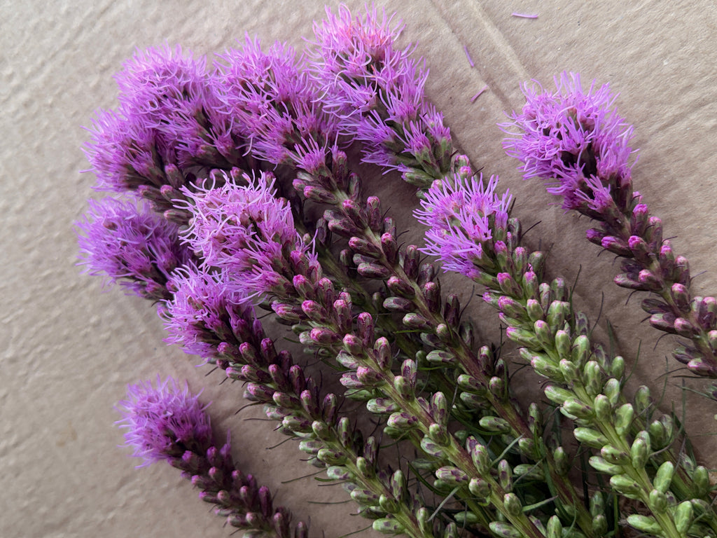 Liatris - Purple