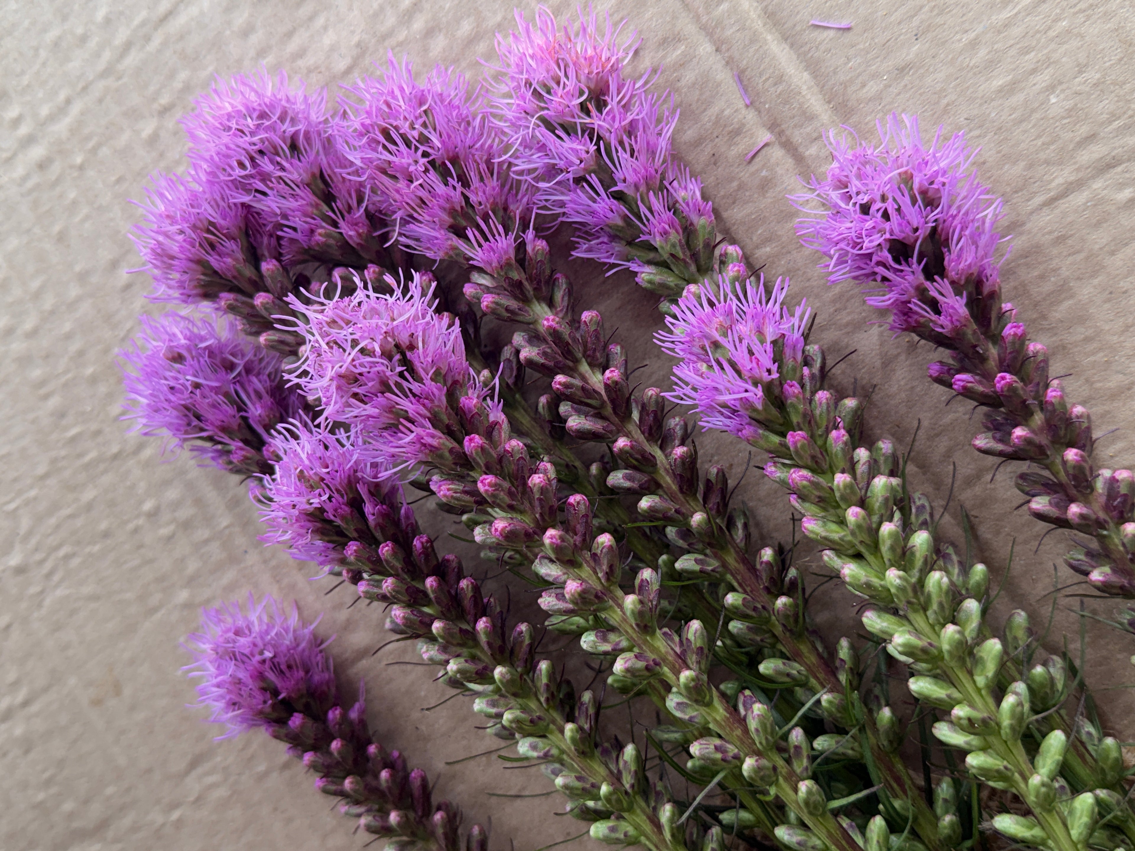 Liatris - Purple