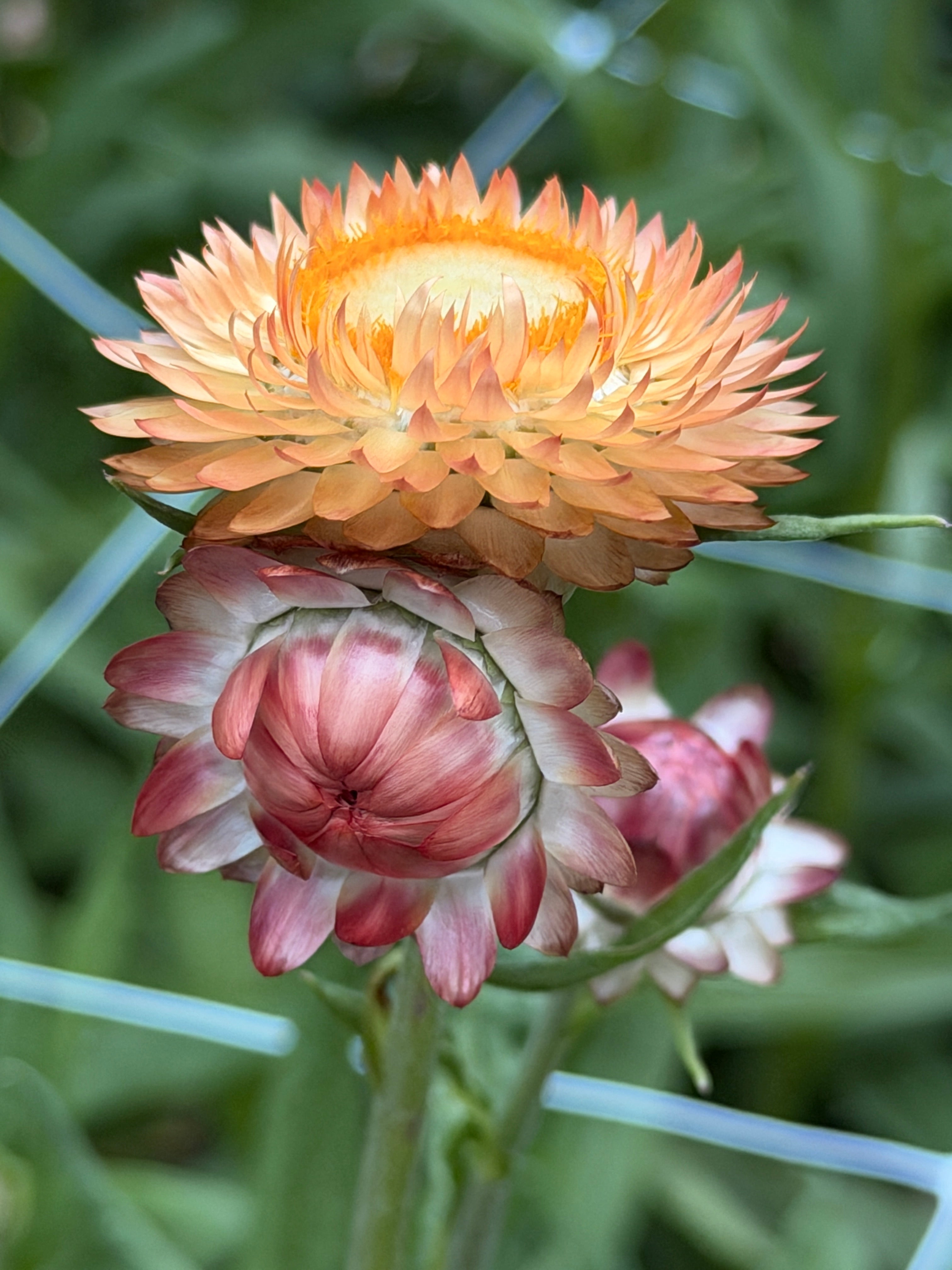 Strawflower - King Sized Salmon