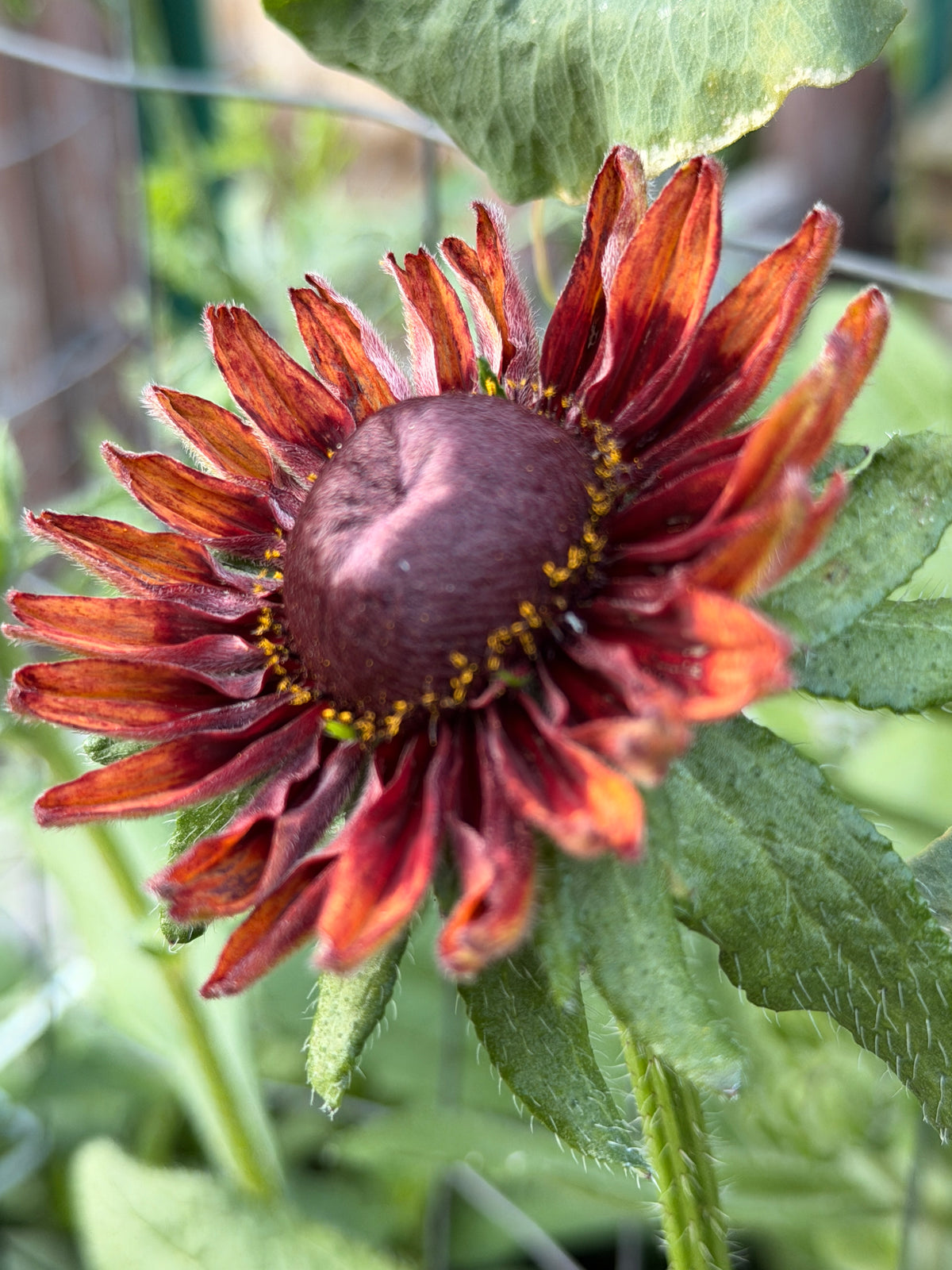 Rudbeckia - Fall Mix
