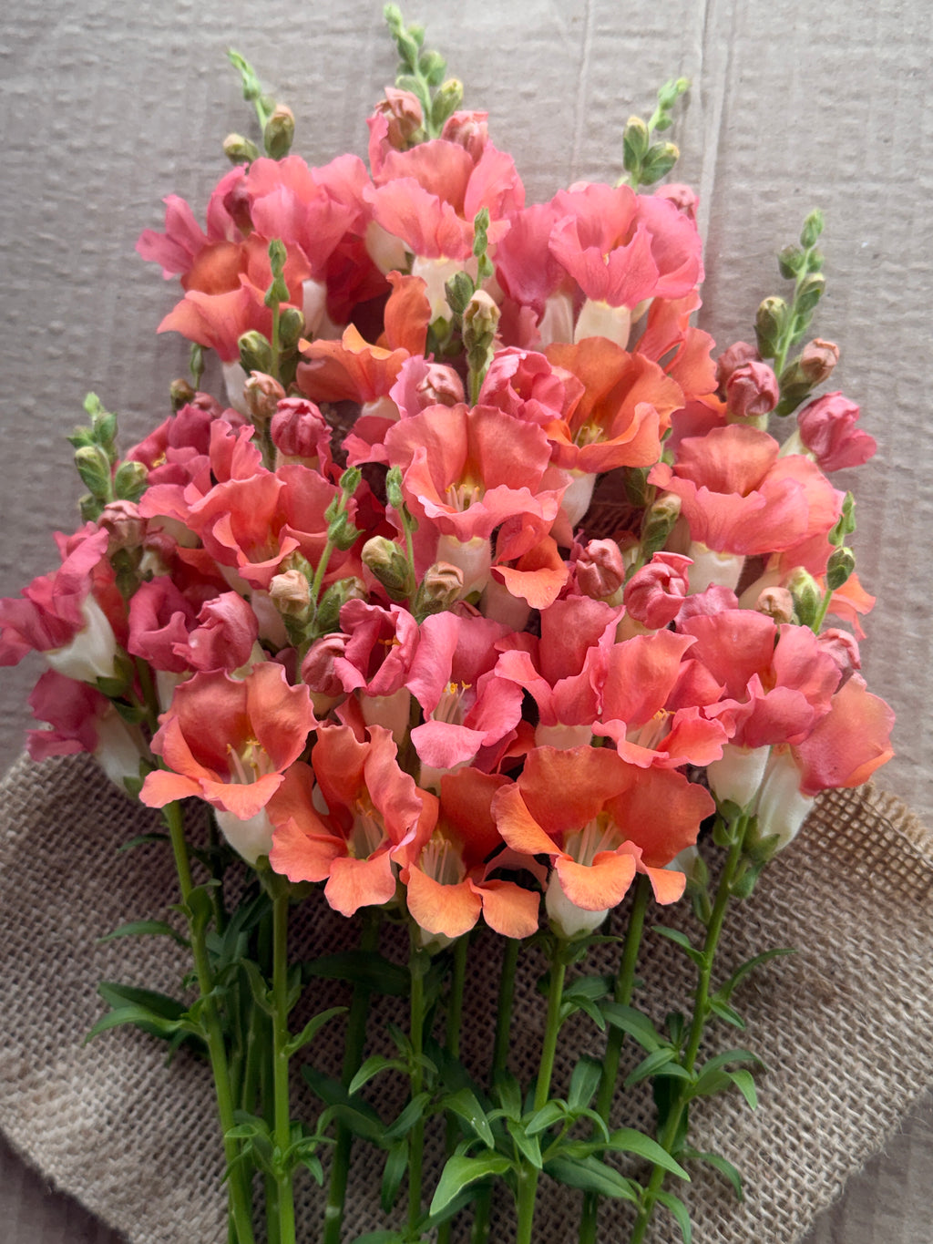 Snapdragon - Chantily Bronze