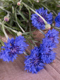 Bachelor’s Button - Blue