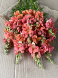 Snapdragon - Chantily Bronze