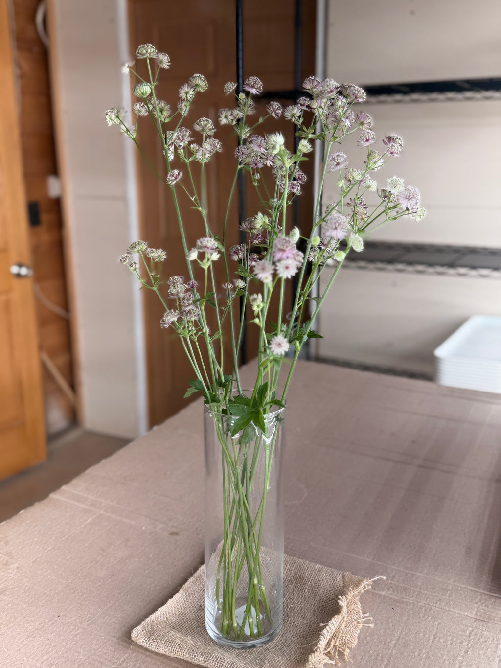 Astrantia - Pink