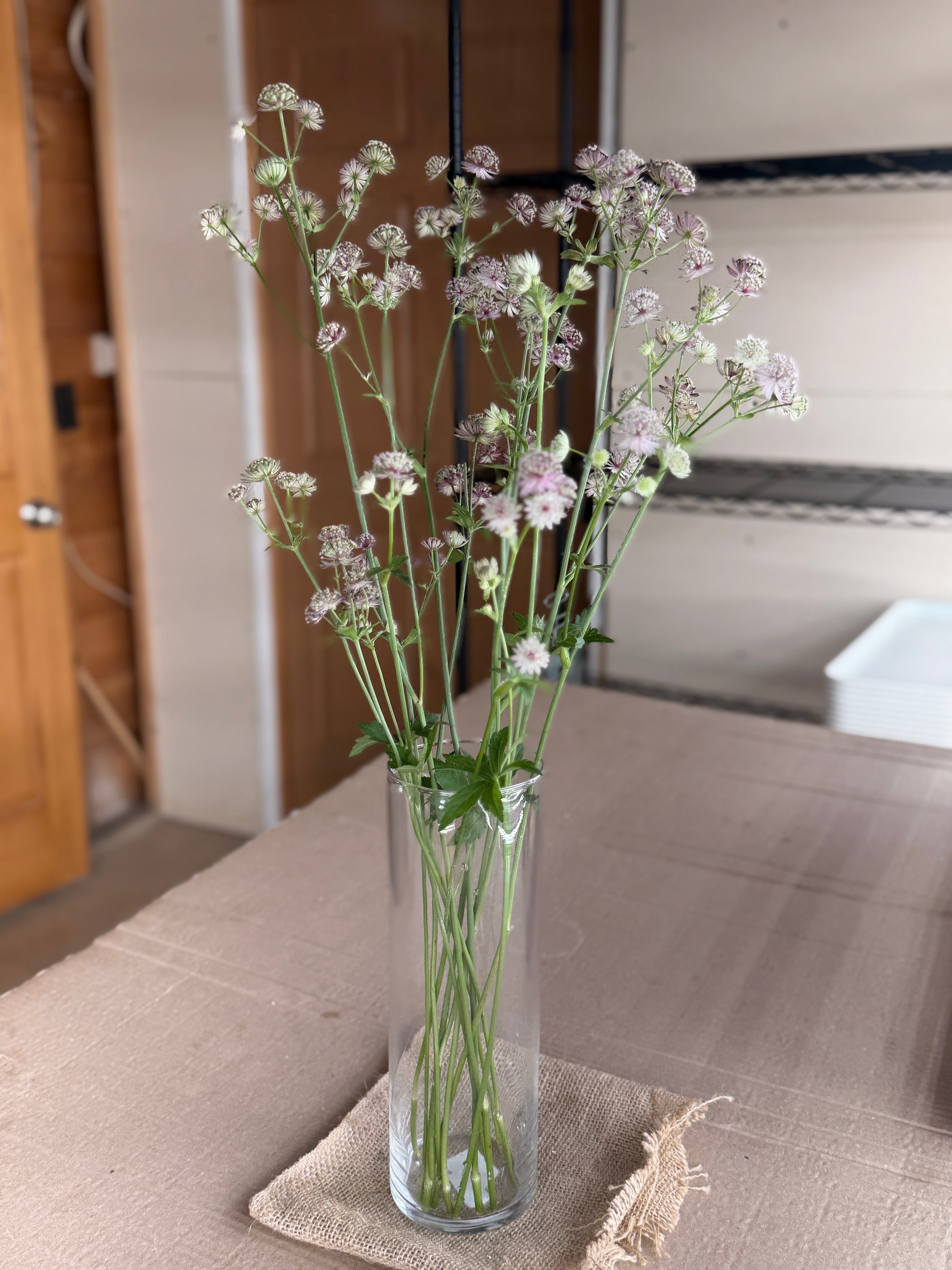 Astrantia - Pink