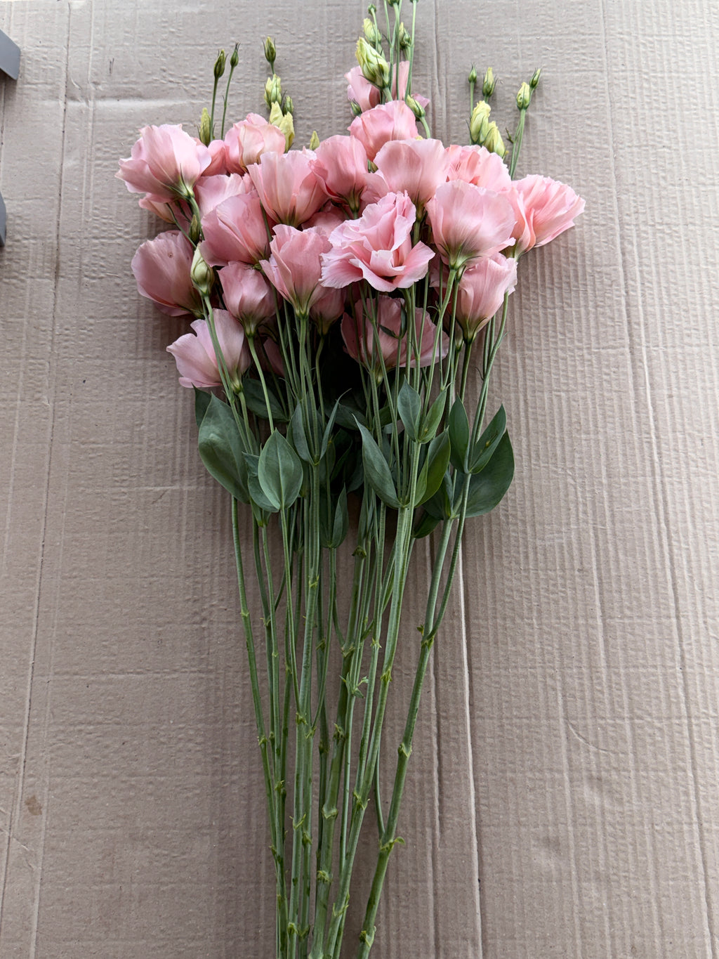 Lisianthus - Peach