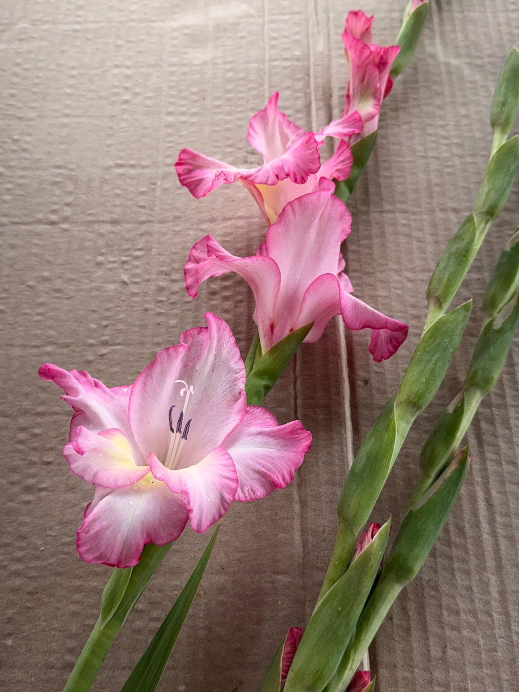 Gladiolus - Picotee Hot Pink