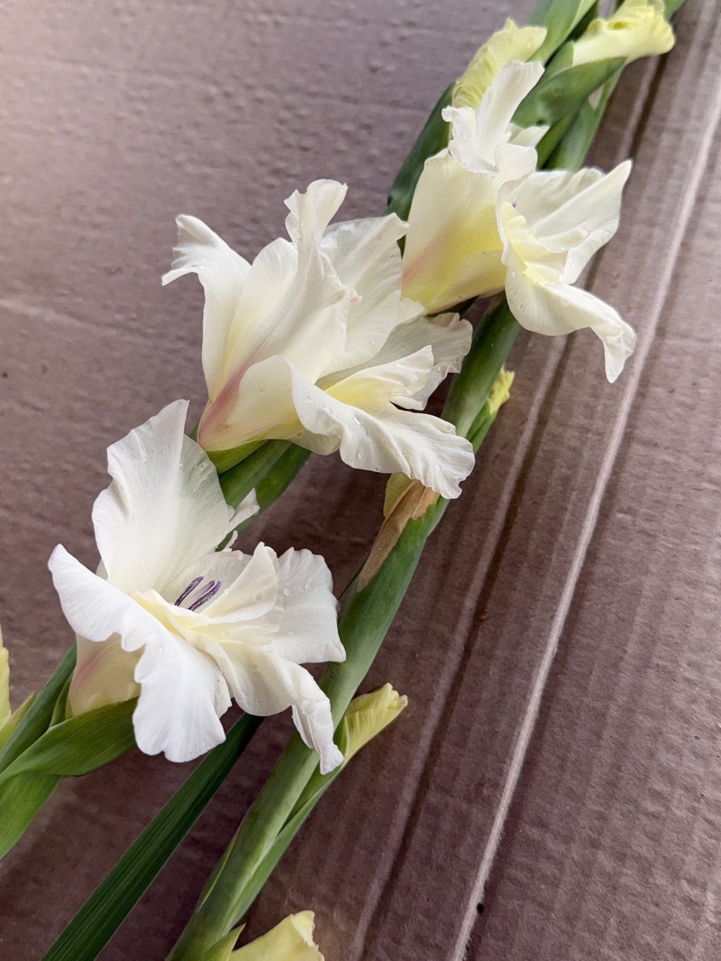 Gladiolus - Ivory Priscilla
