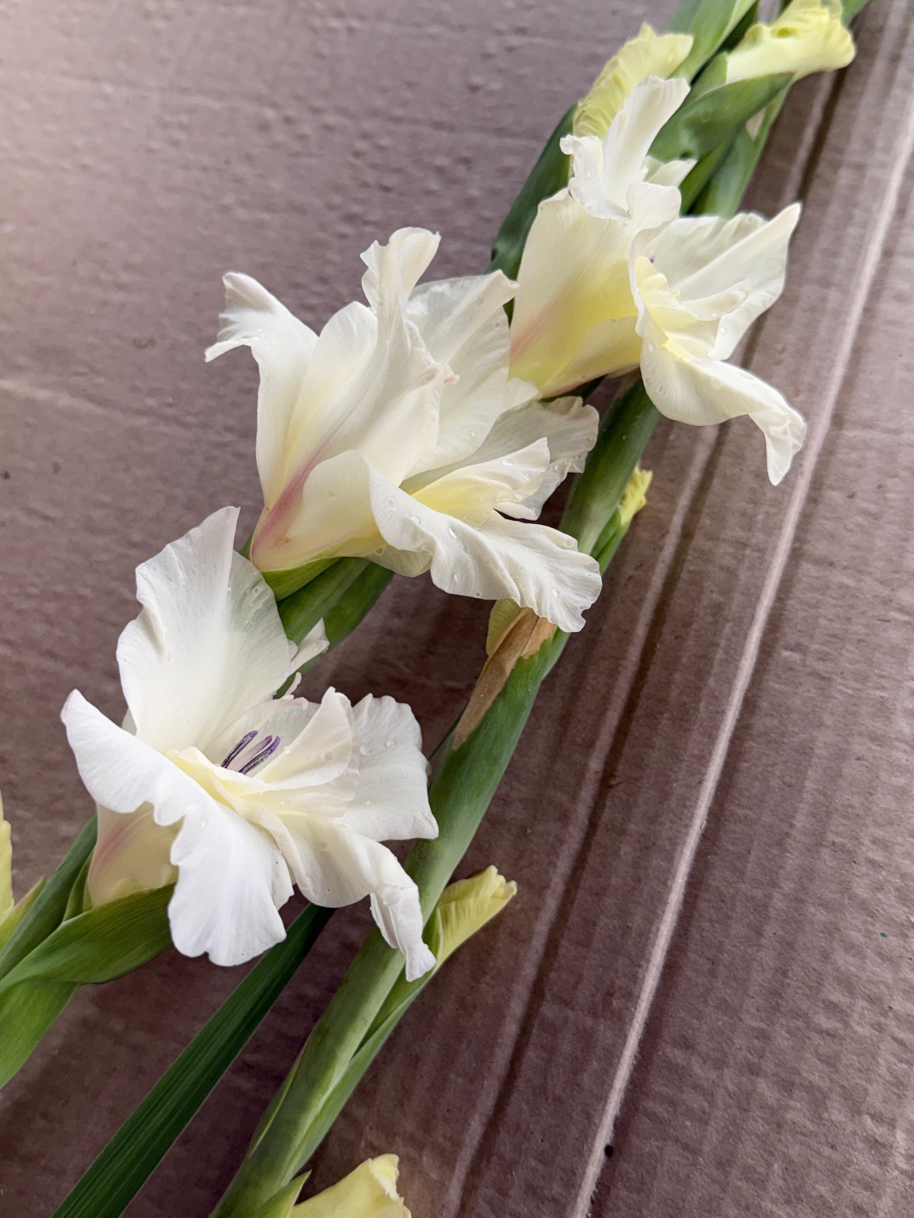 Gladiolus - Ivory Priscilla