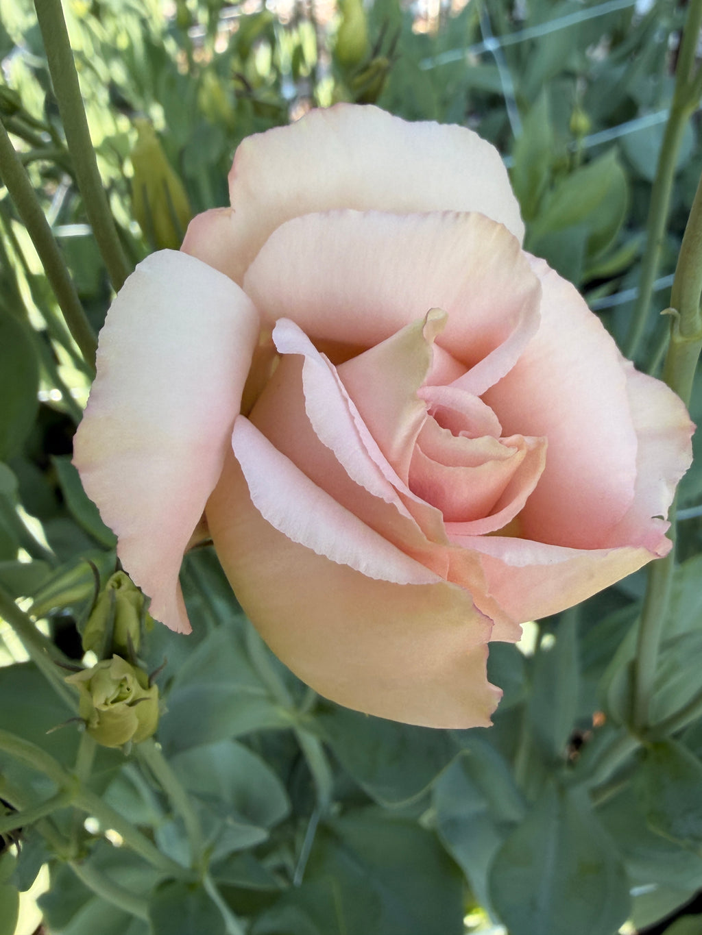 Lisianthus - Peach