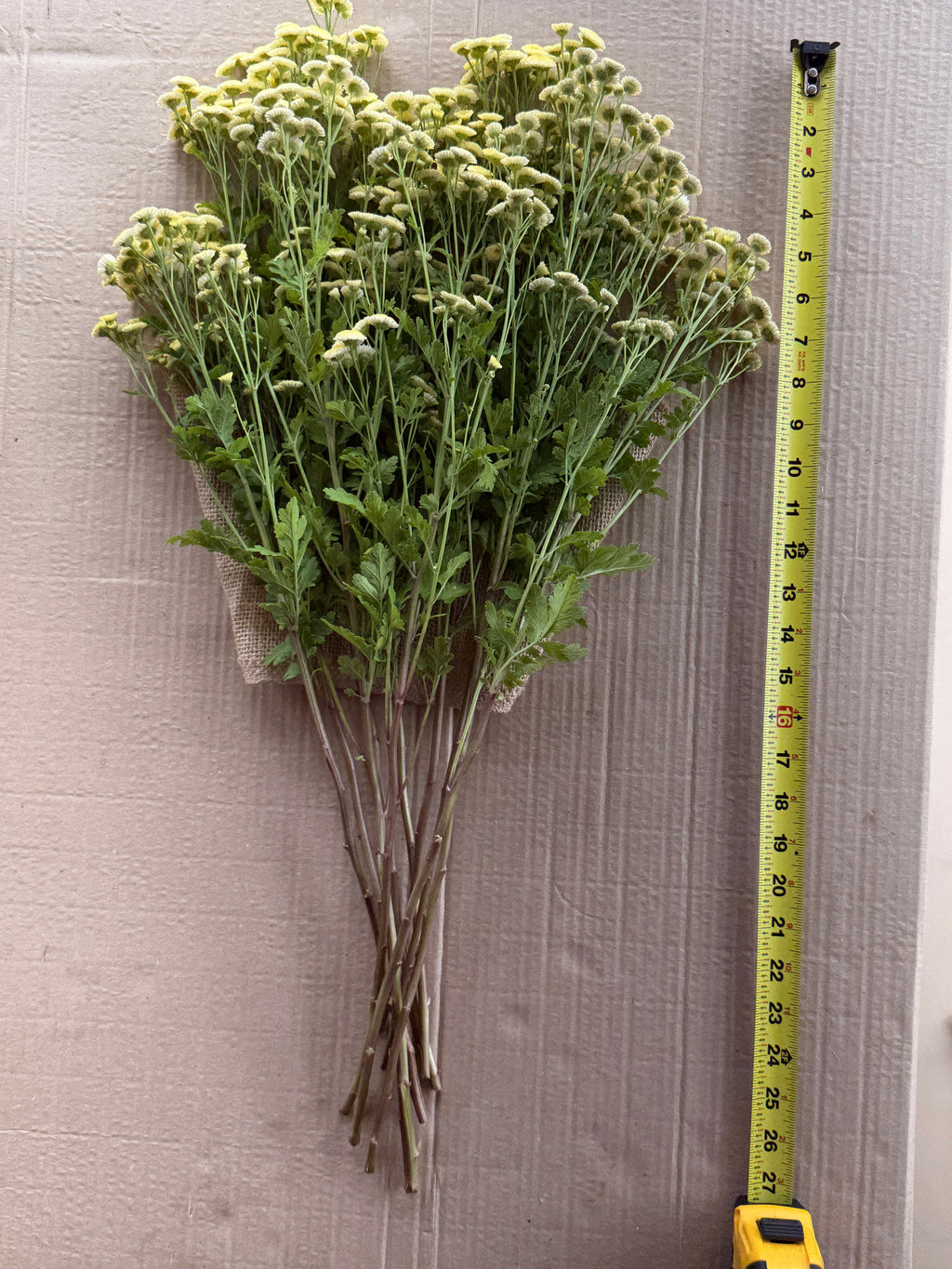 Feverfew - Magic Lime Green