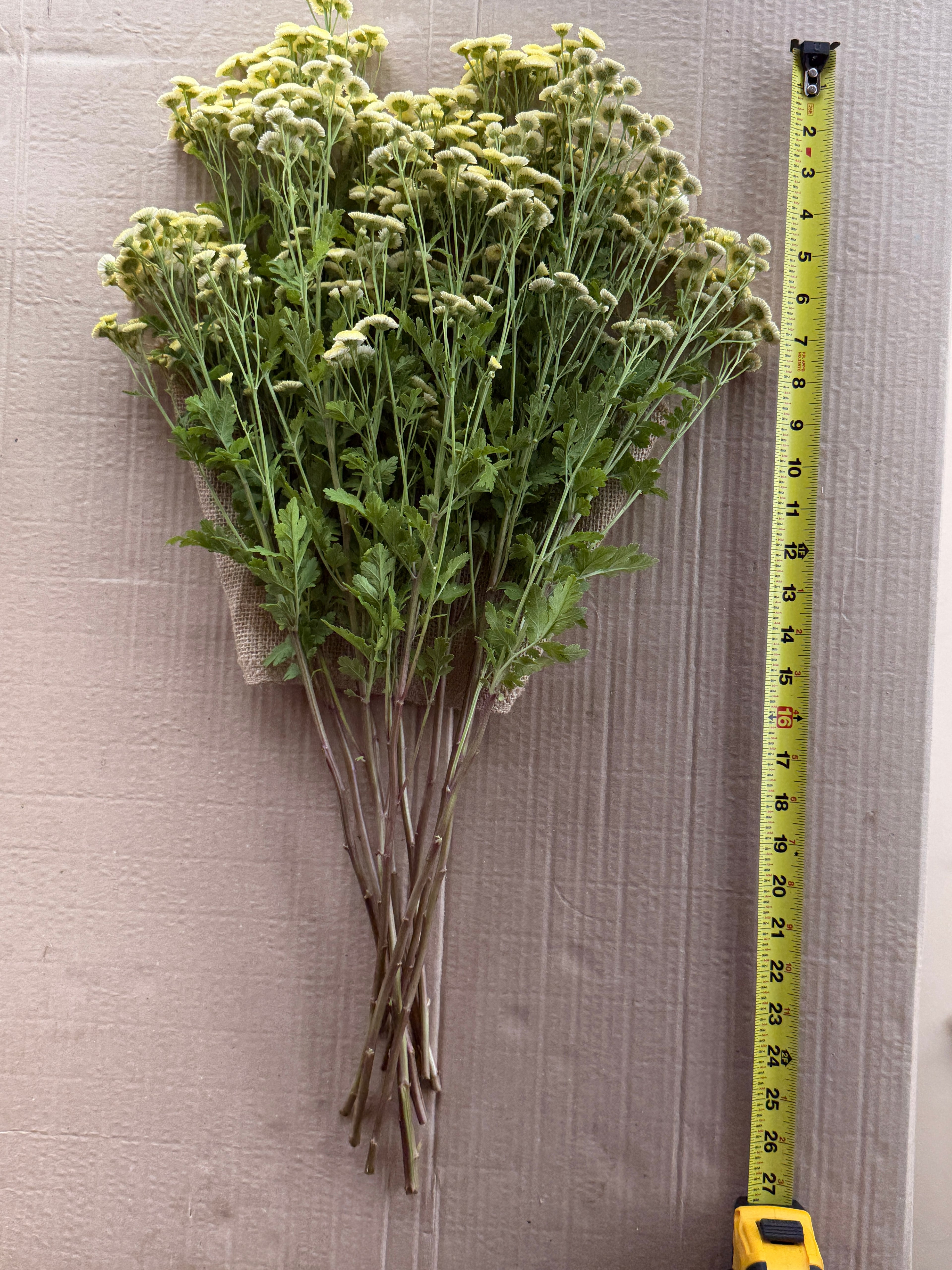 Feverfew - Magic Lime Green