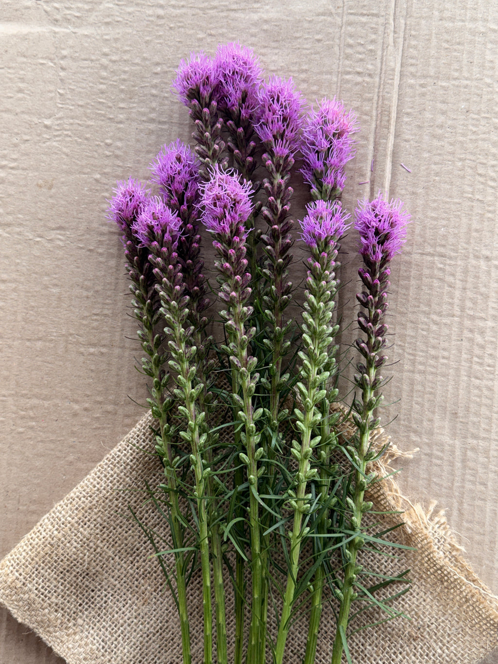 Liatris - Purple