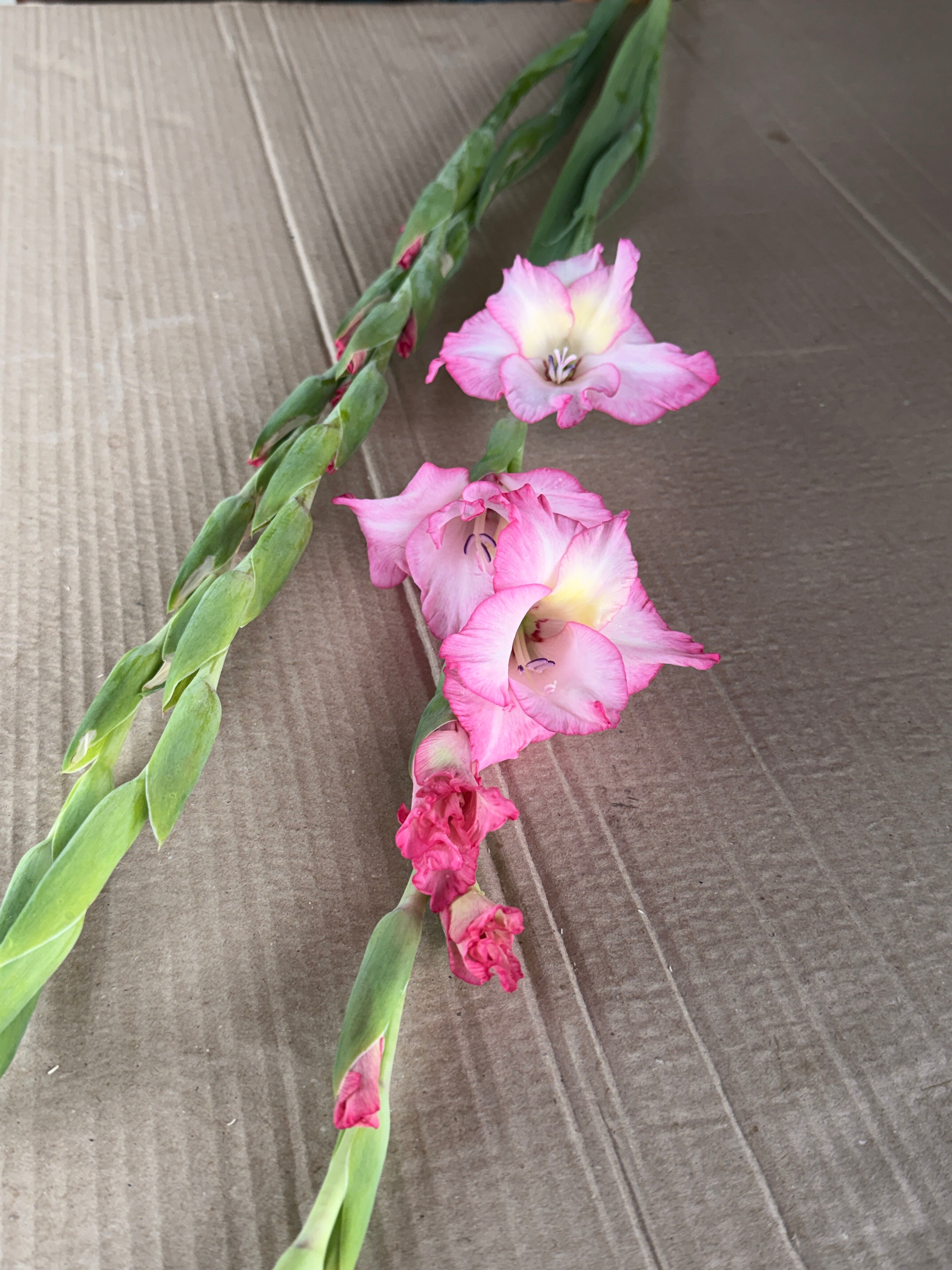 Gladiolus - Picotee Hot Pink
