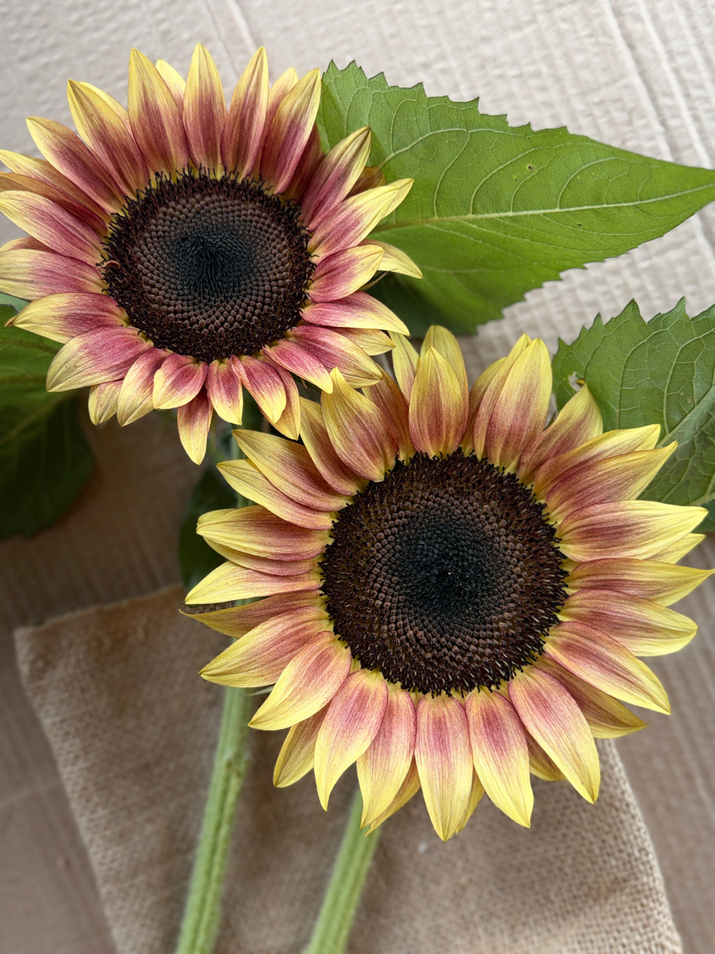 Sunflower - Procut Plum