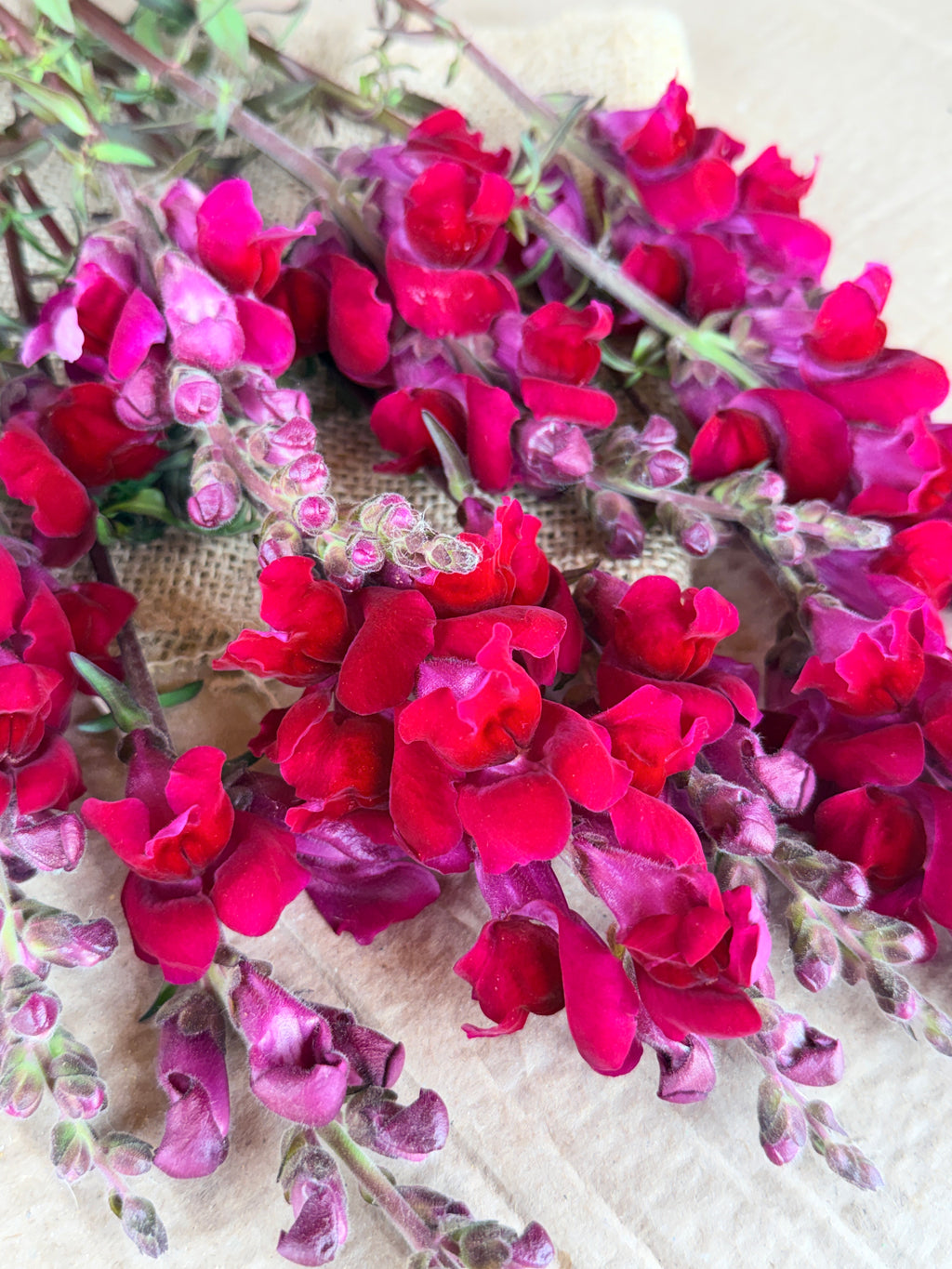 Snapdragon - Costa Red