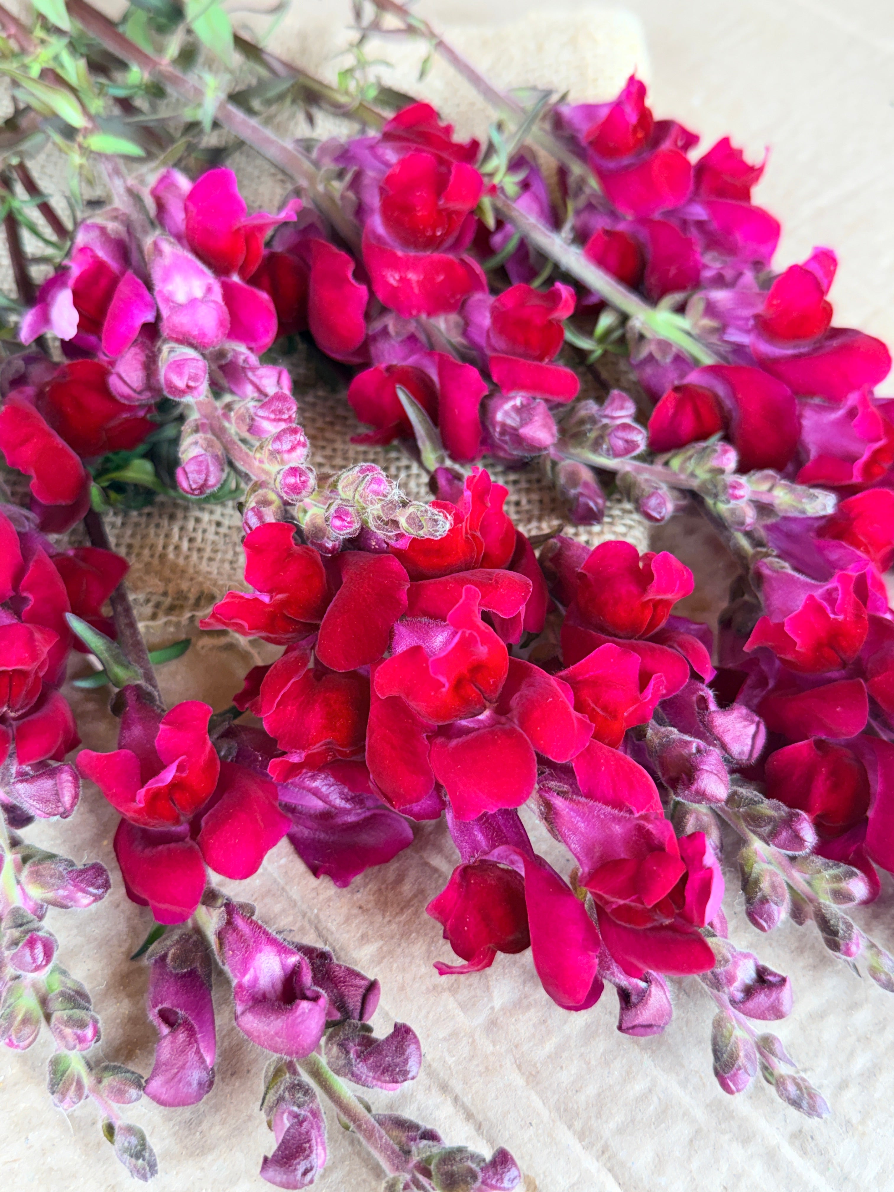 Snapdragon - Costa Red