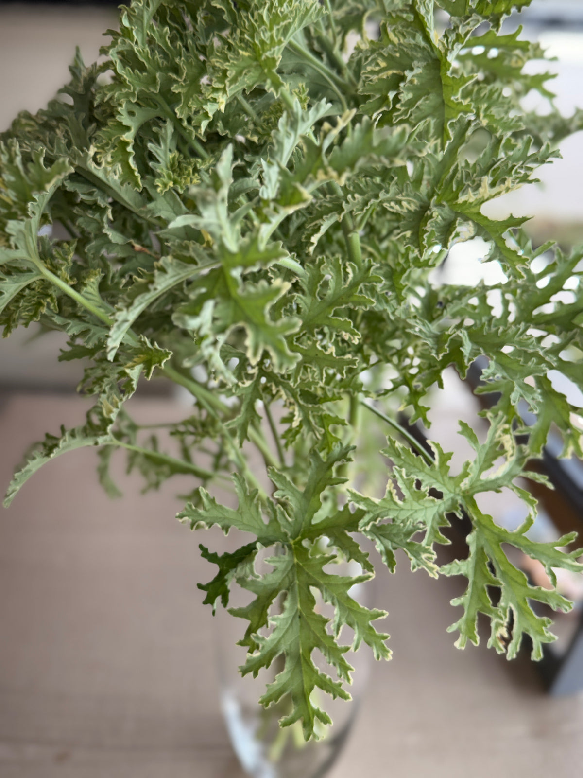 Scented Geranium - variegated