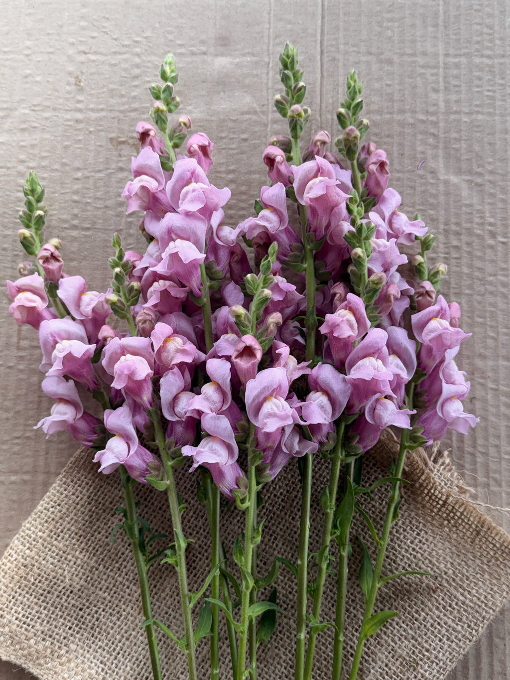 Snapdragon - Potomac Lavender