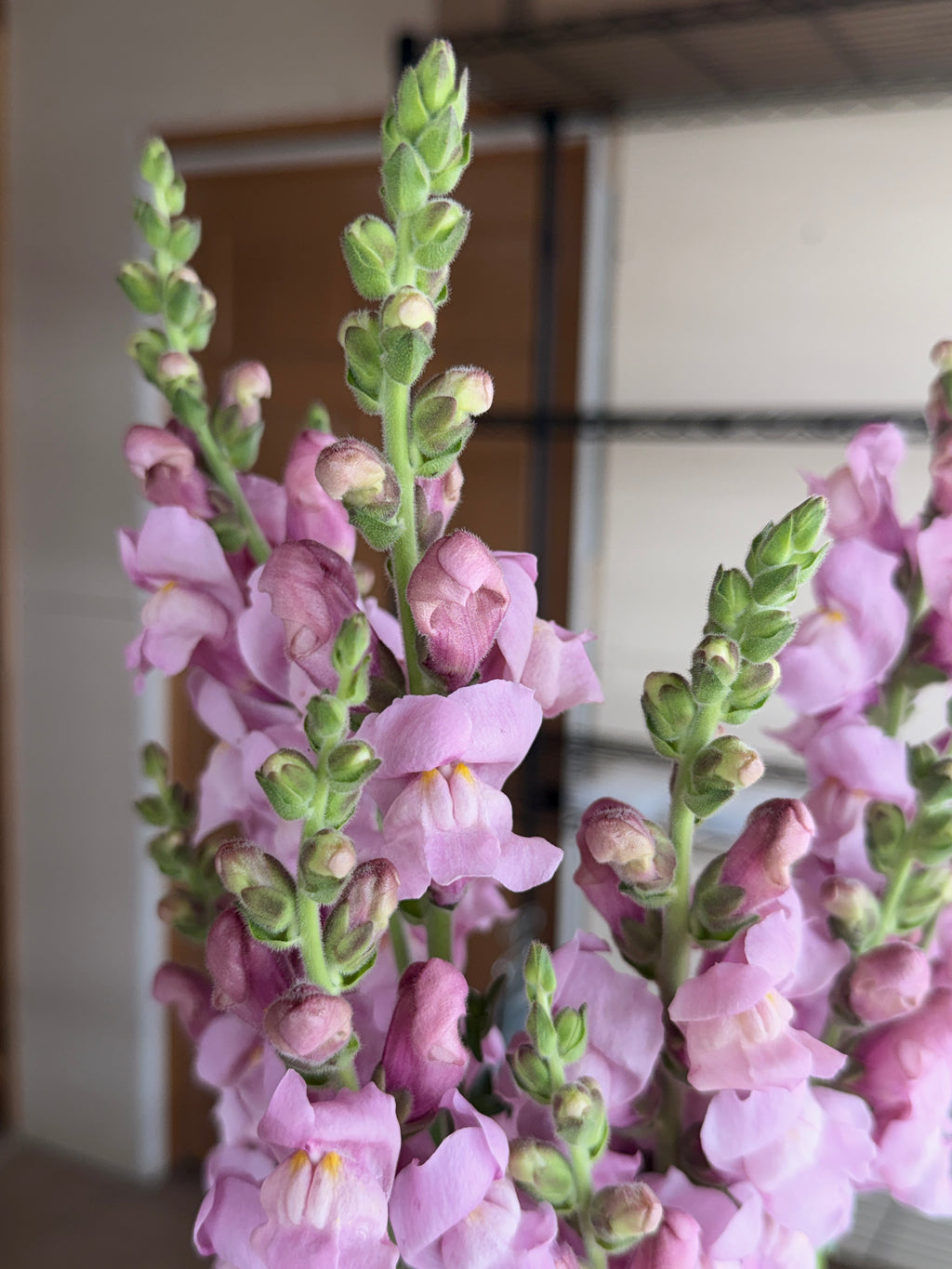 Snapdragon - Potomac Lavender