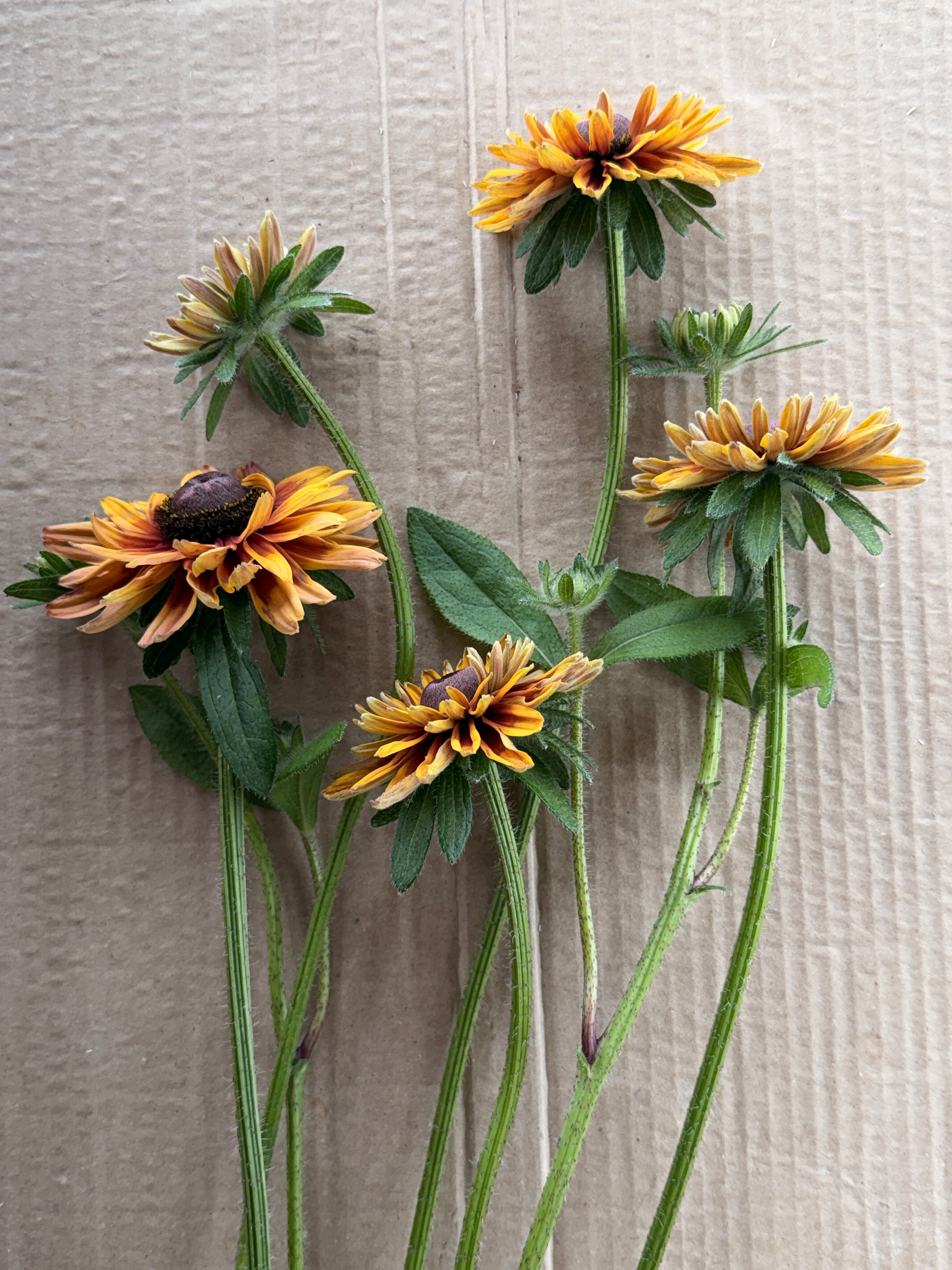 Rudbeckia - Sahara
