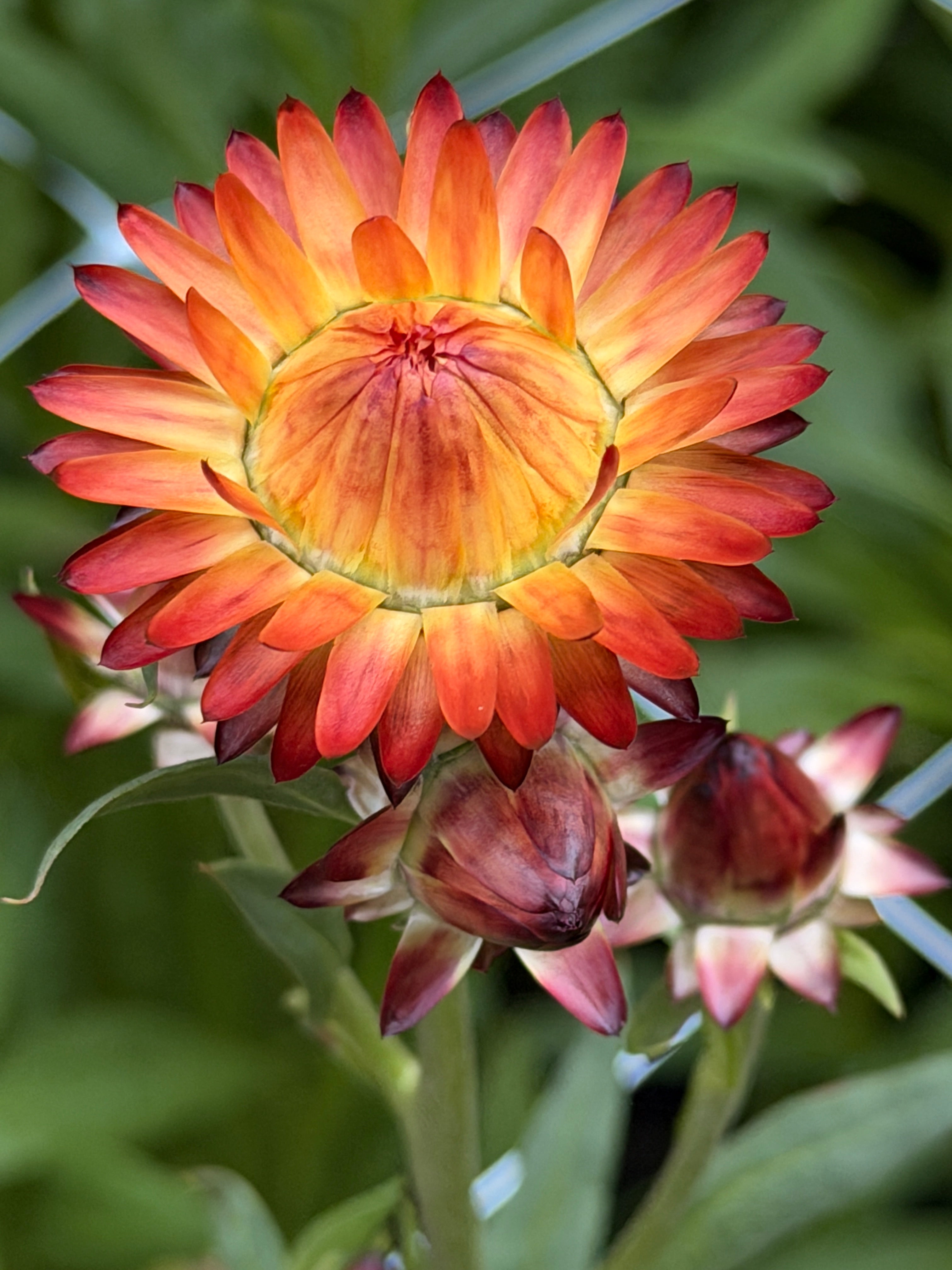 Strawflower - King Sized Orange