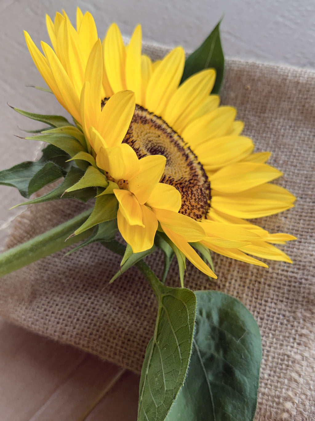 Sunflower - Procut Peach