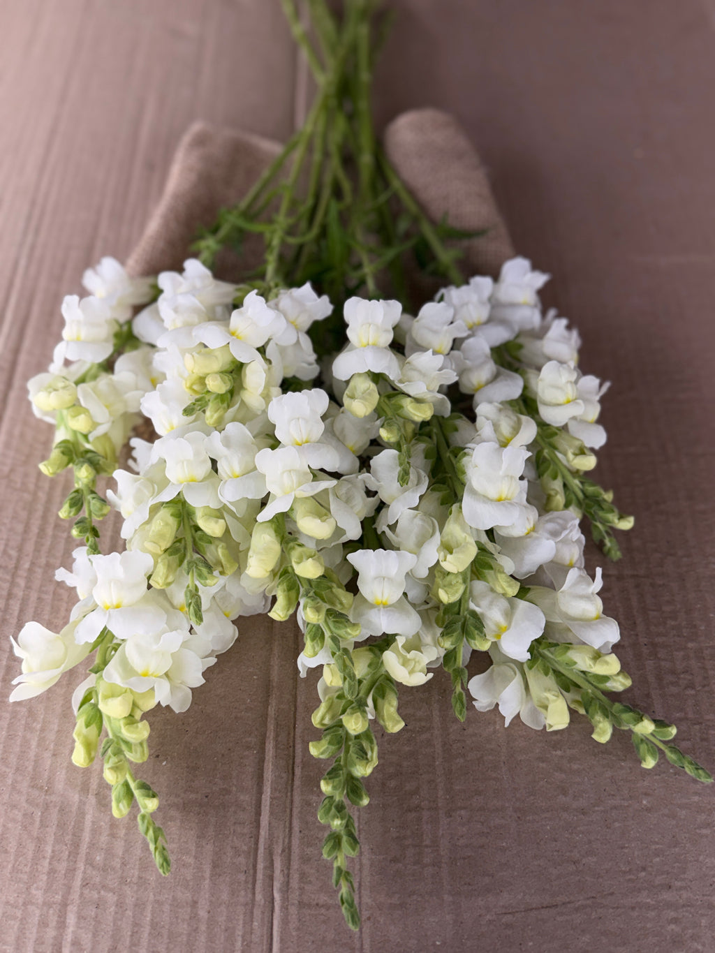 Snapdragon - Avignon White